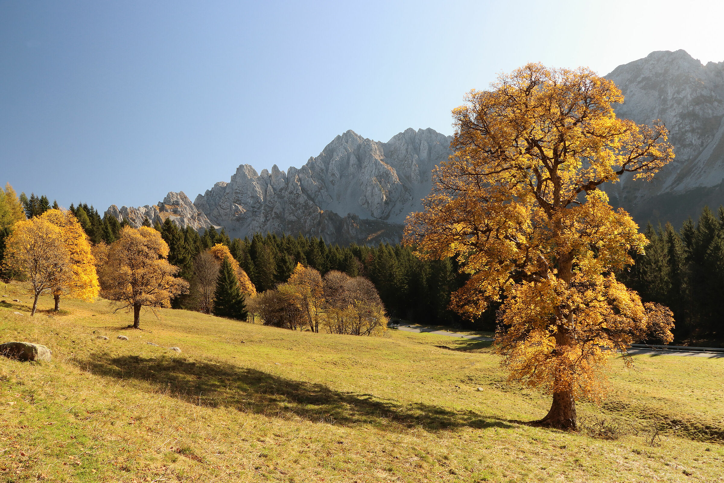 l'acero dei Campelli