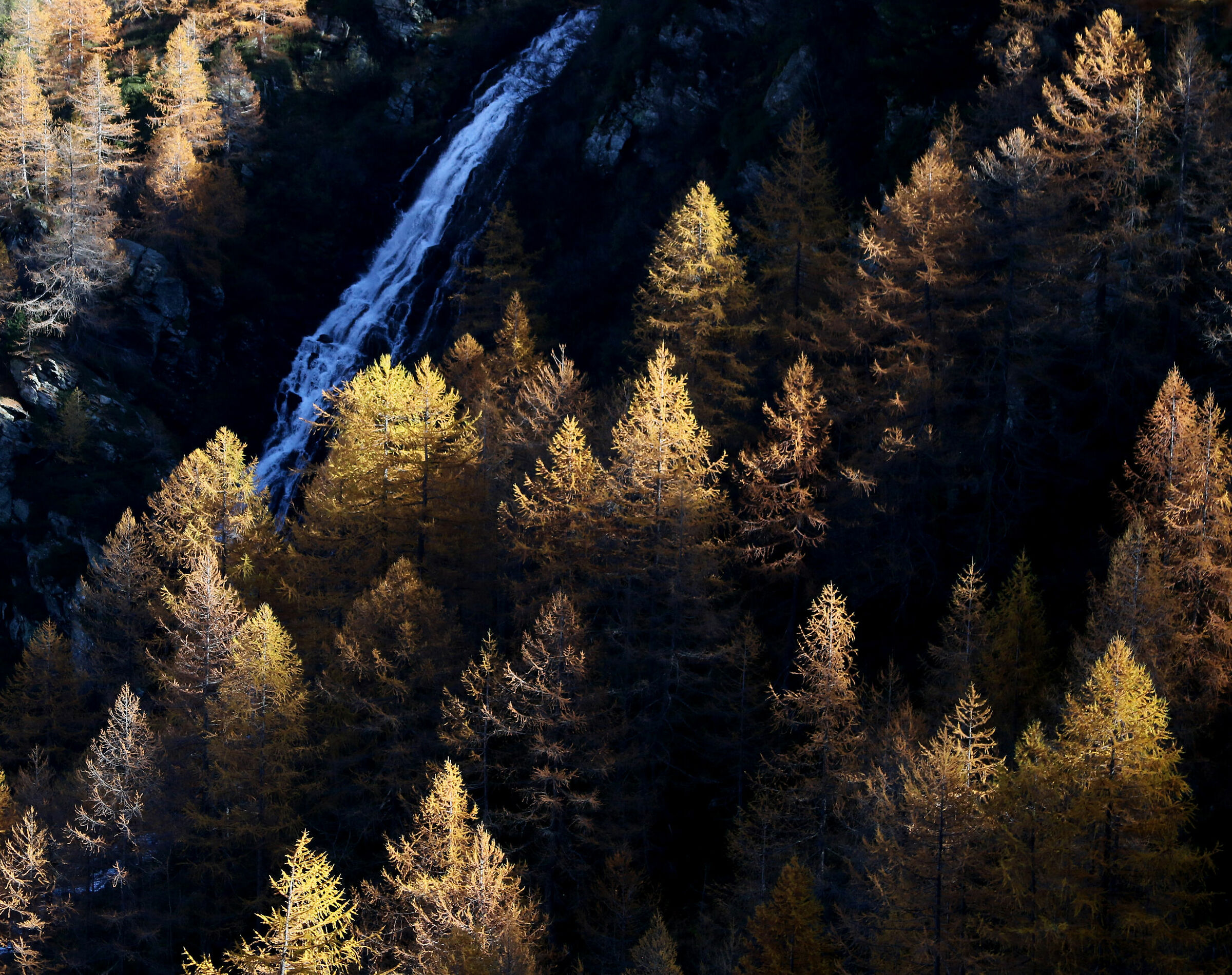 Larch