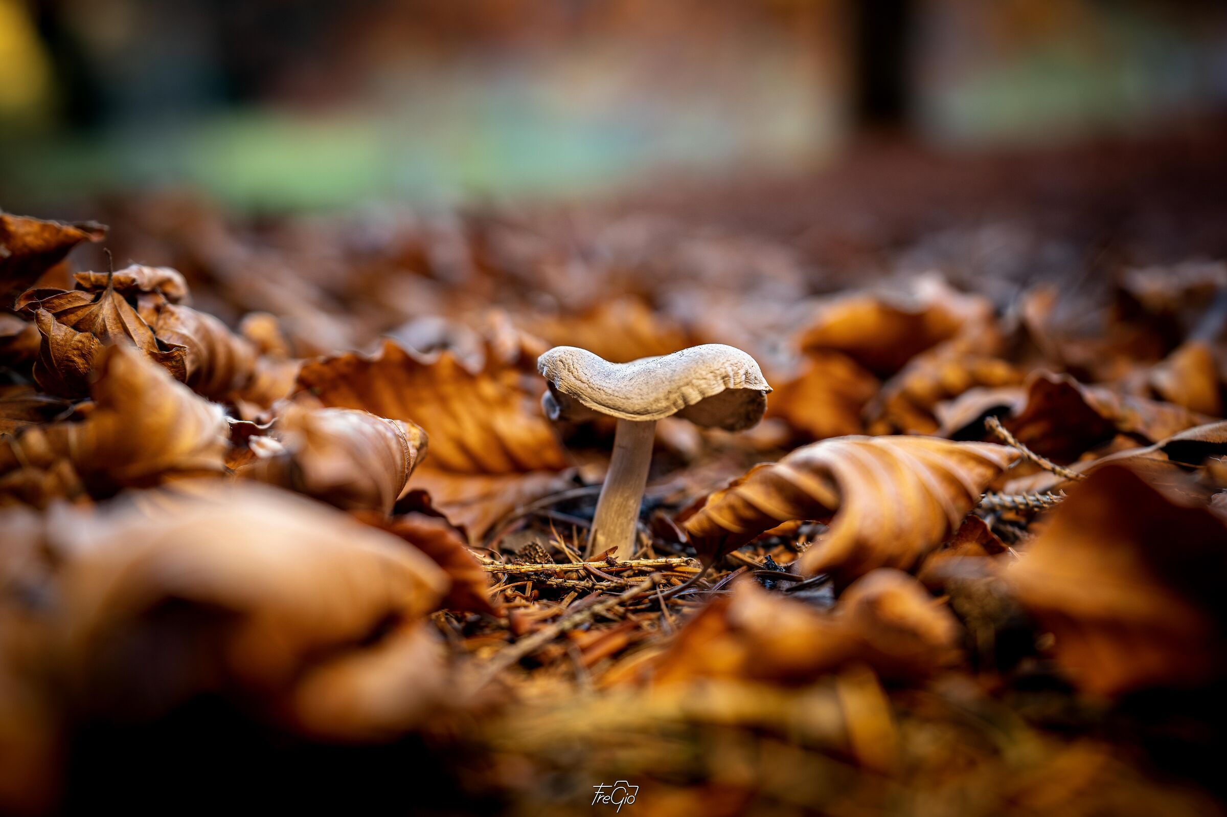 Lonely mushroom