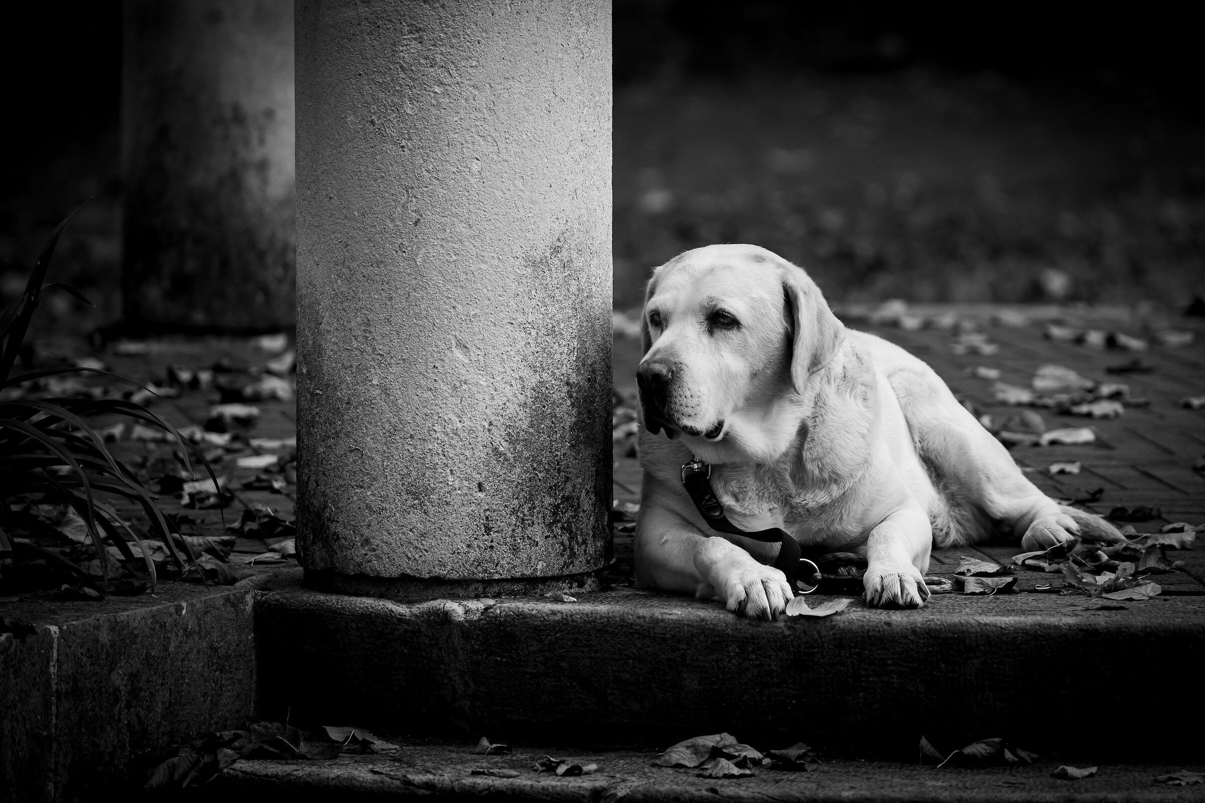 La mia "cagnona" Luna di 11 anni
