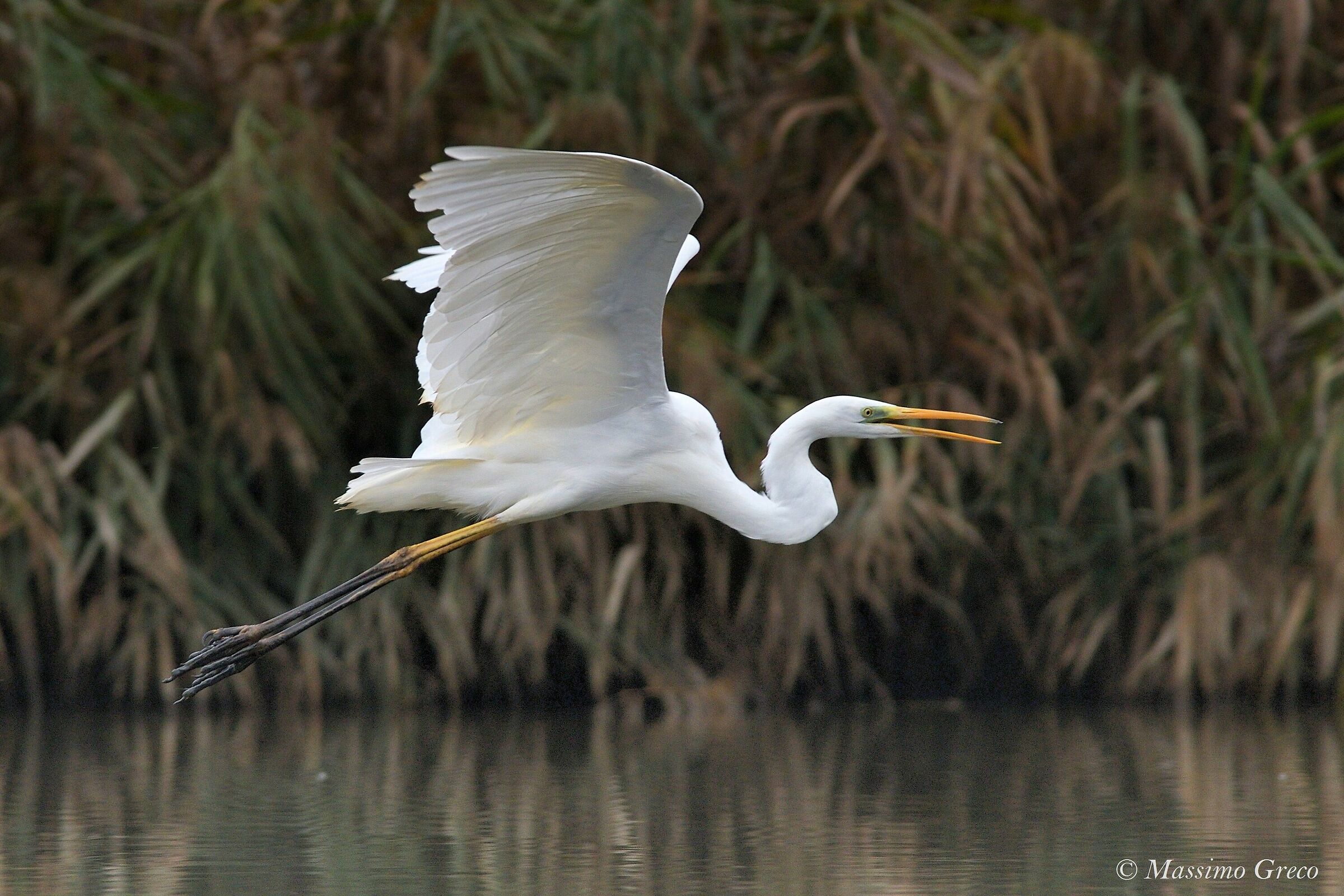 Major white heron