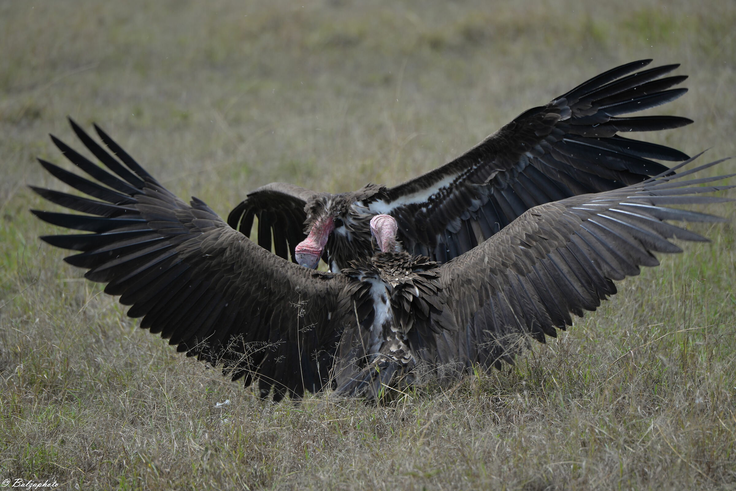Endangered vultures