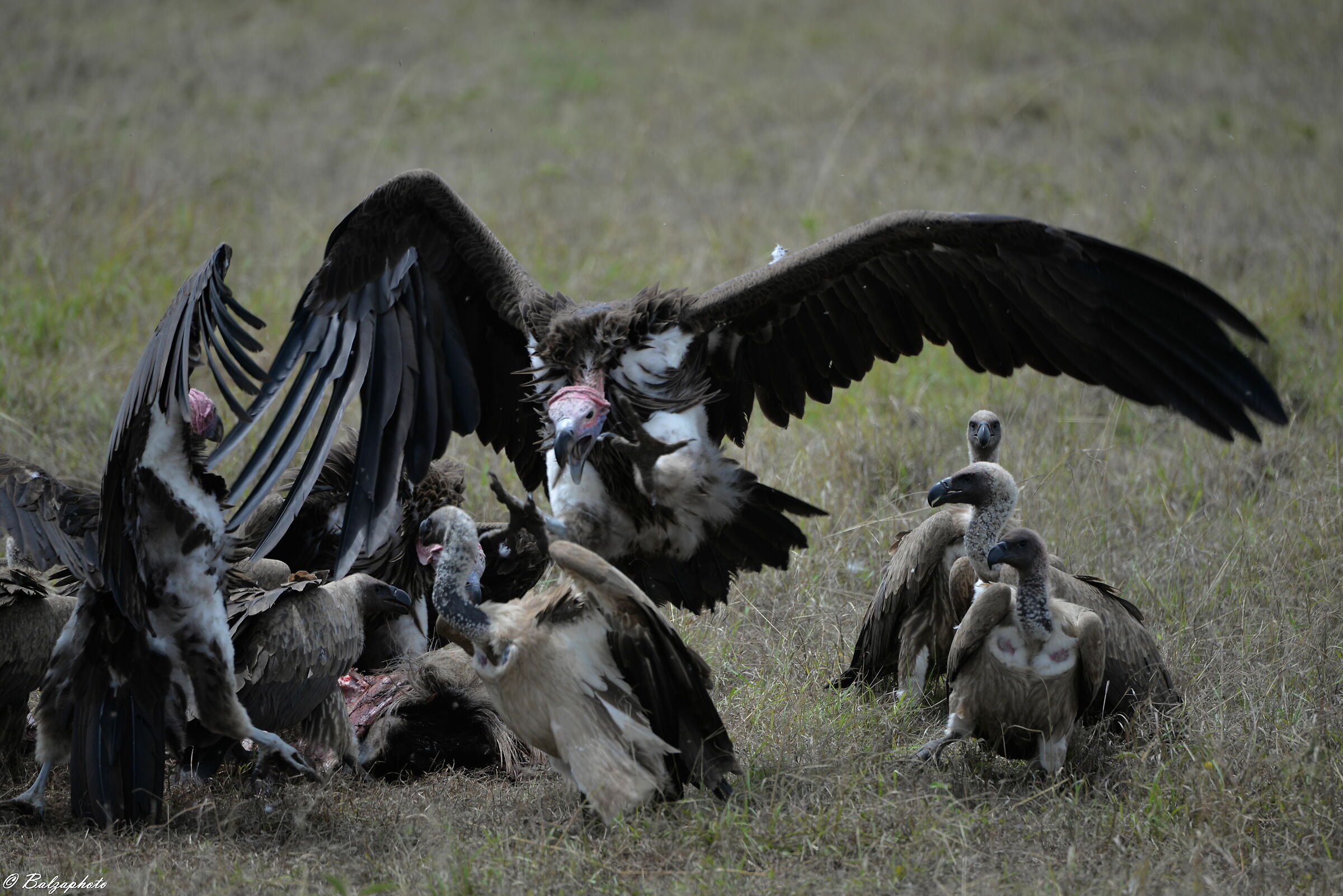 Endangered vultures