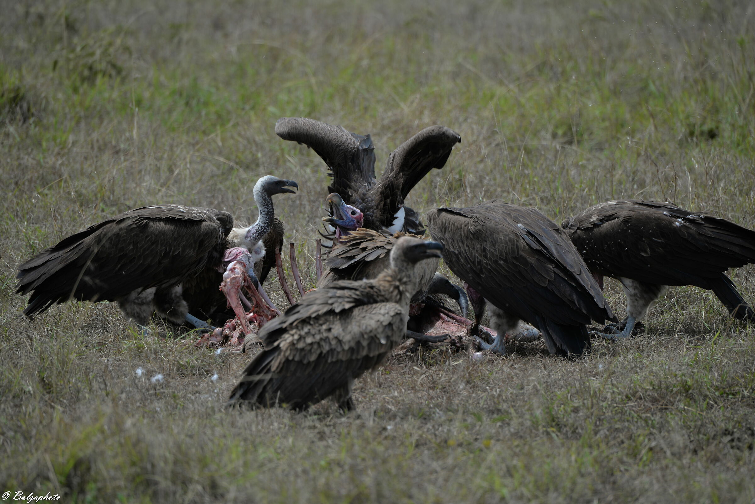 Vultures at risk of extinction