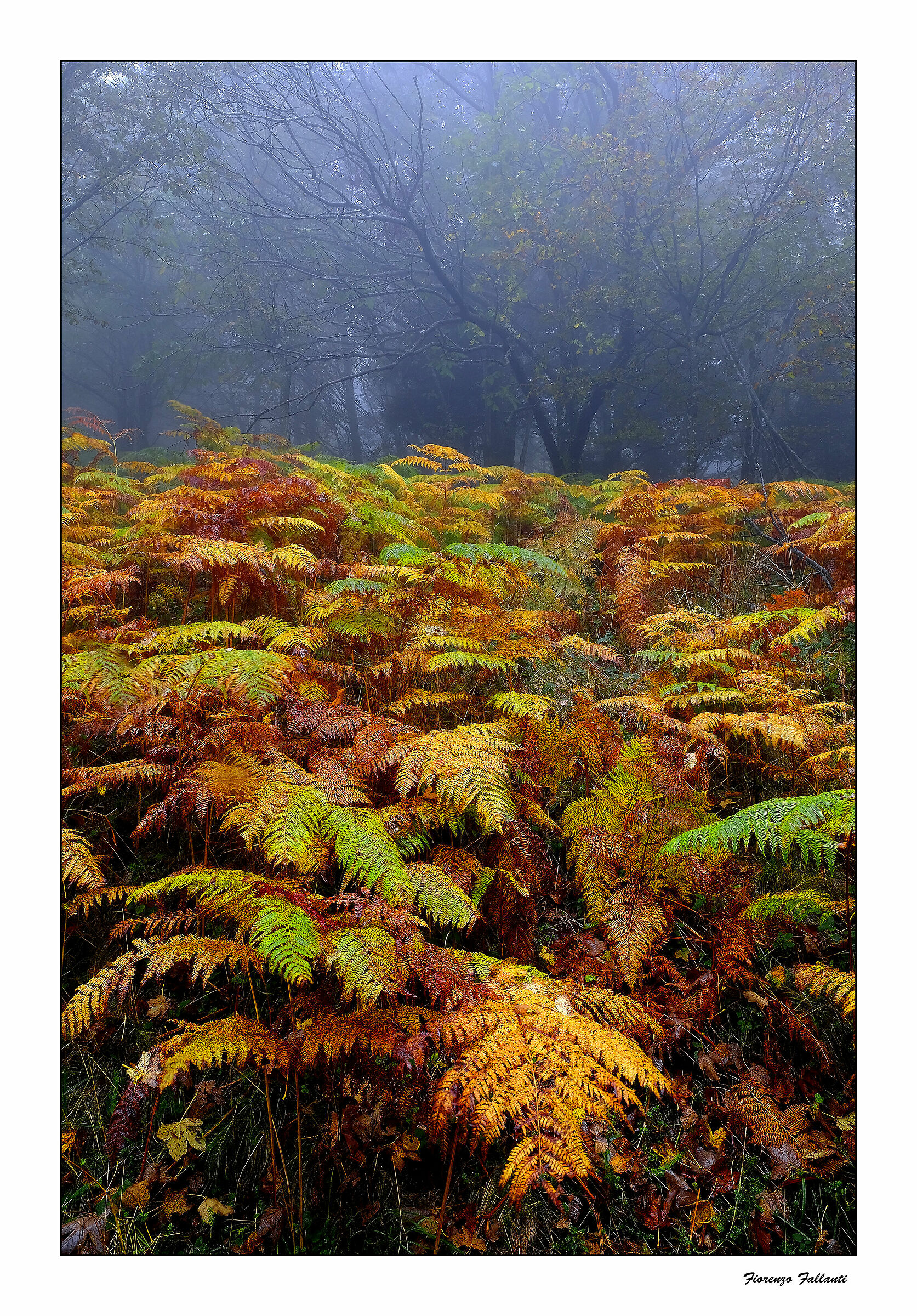 Autunno sotto la pioggia...