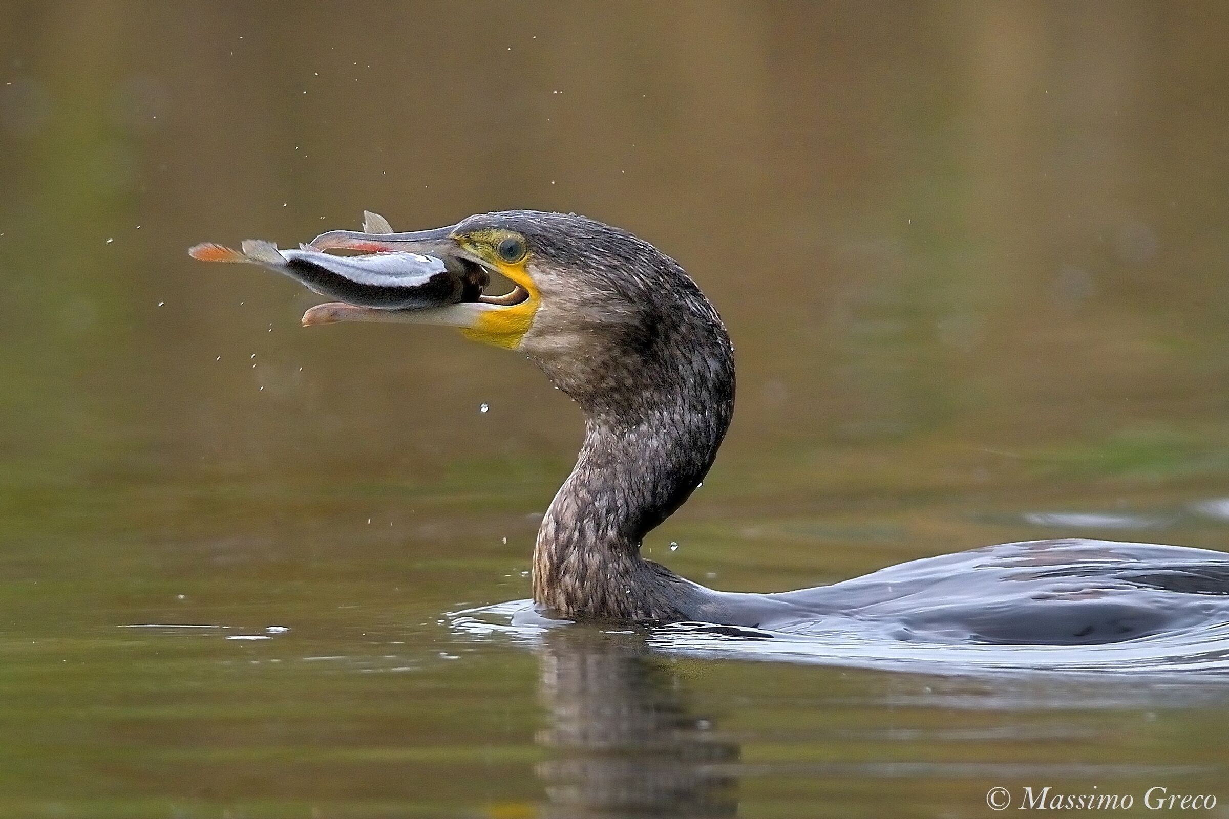 Cormorano with prey