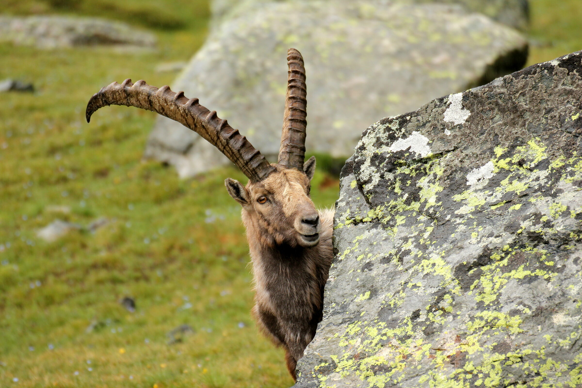 Curious ibex