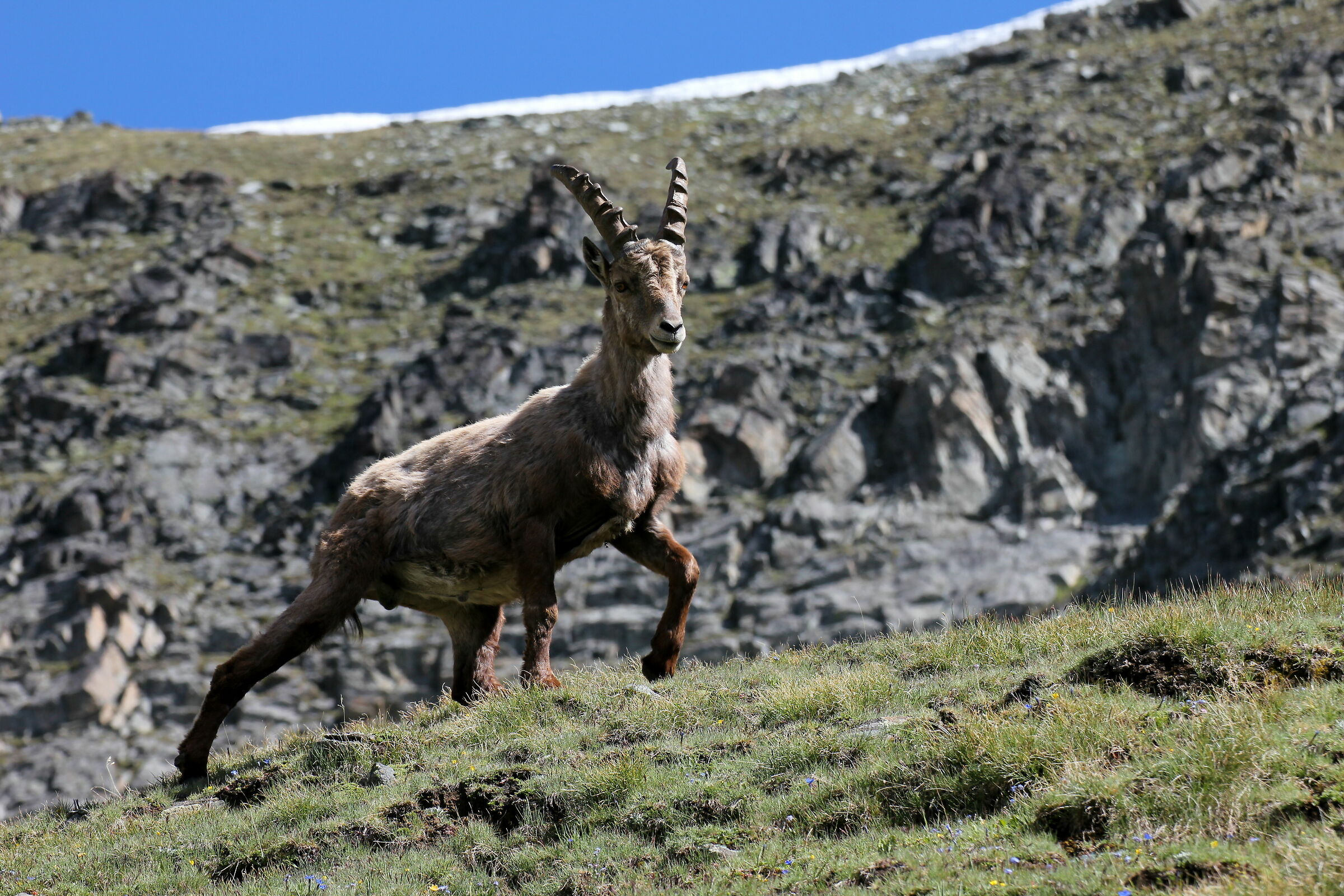 Proud Ibex