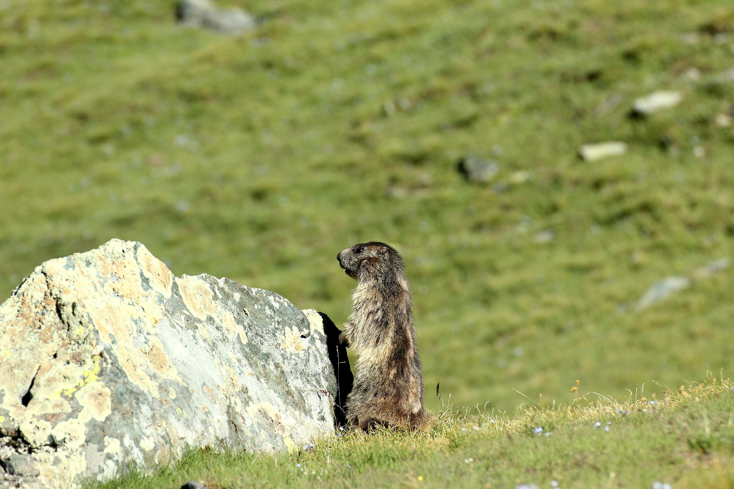 Marmot