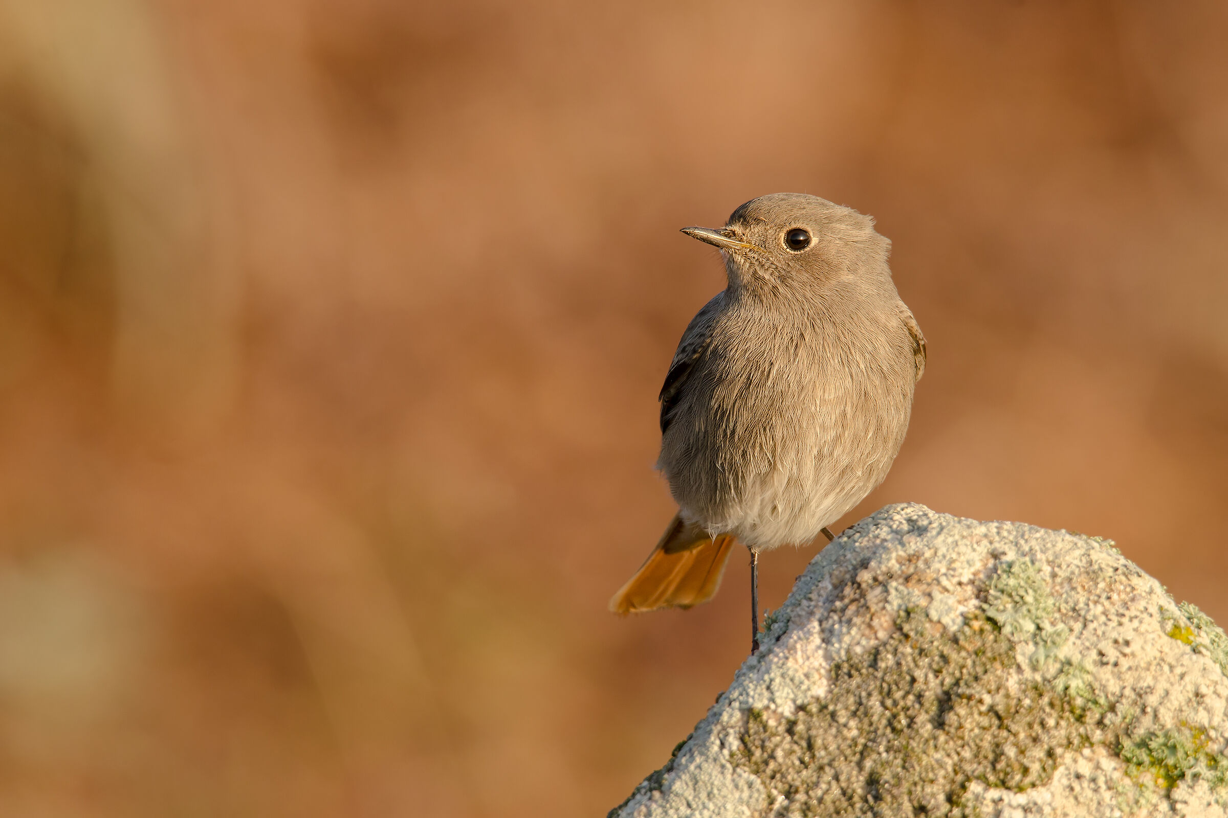 Codirosso spazzacamino
