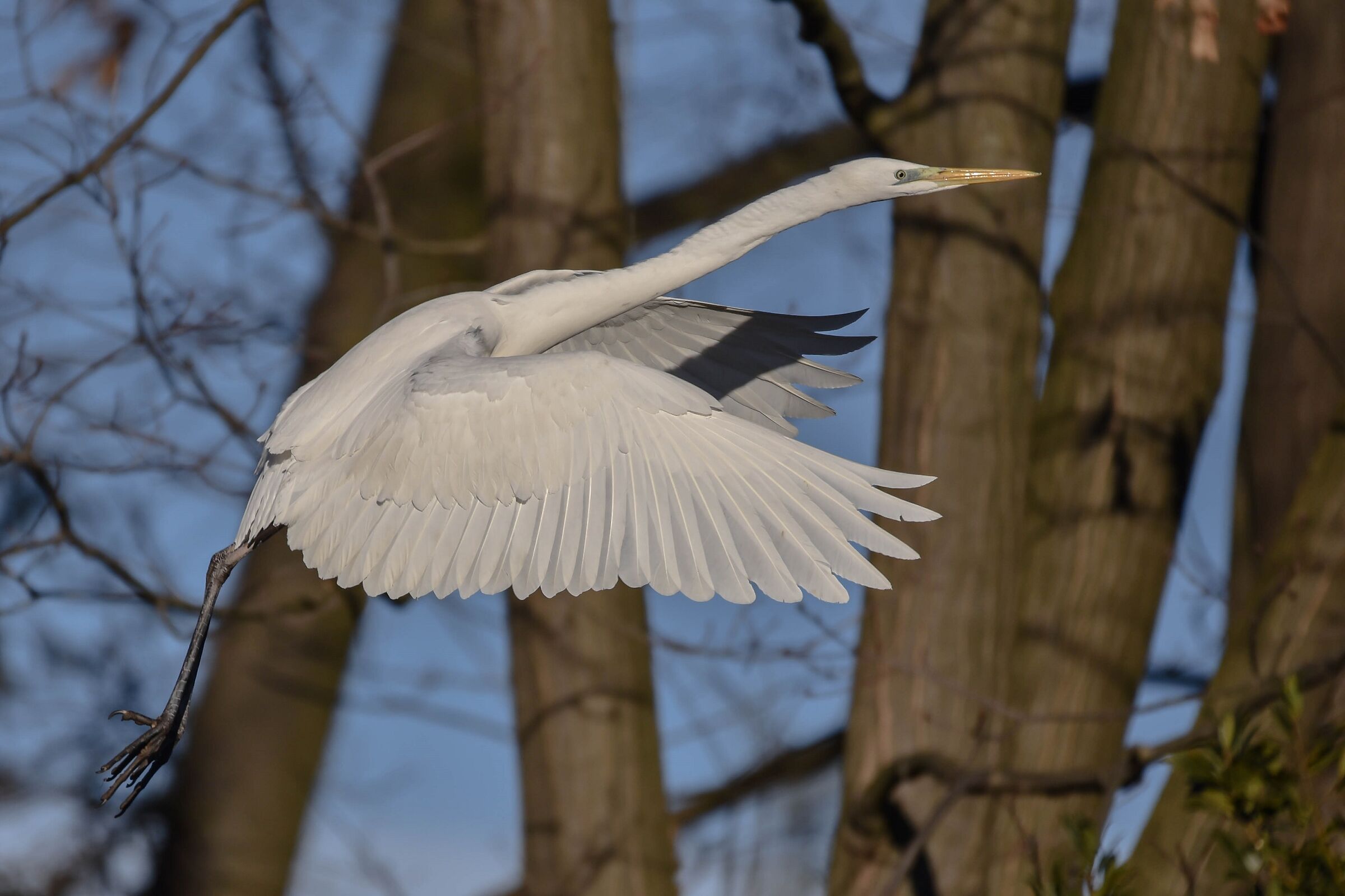 Airone Bianco
