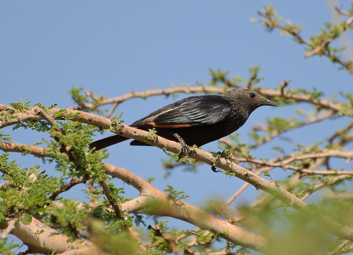 Tristram's Grackle