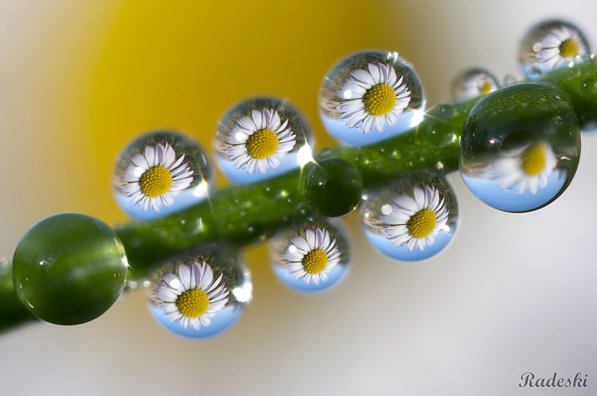 Dew drops