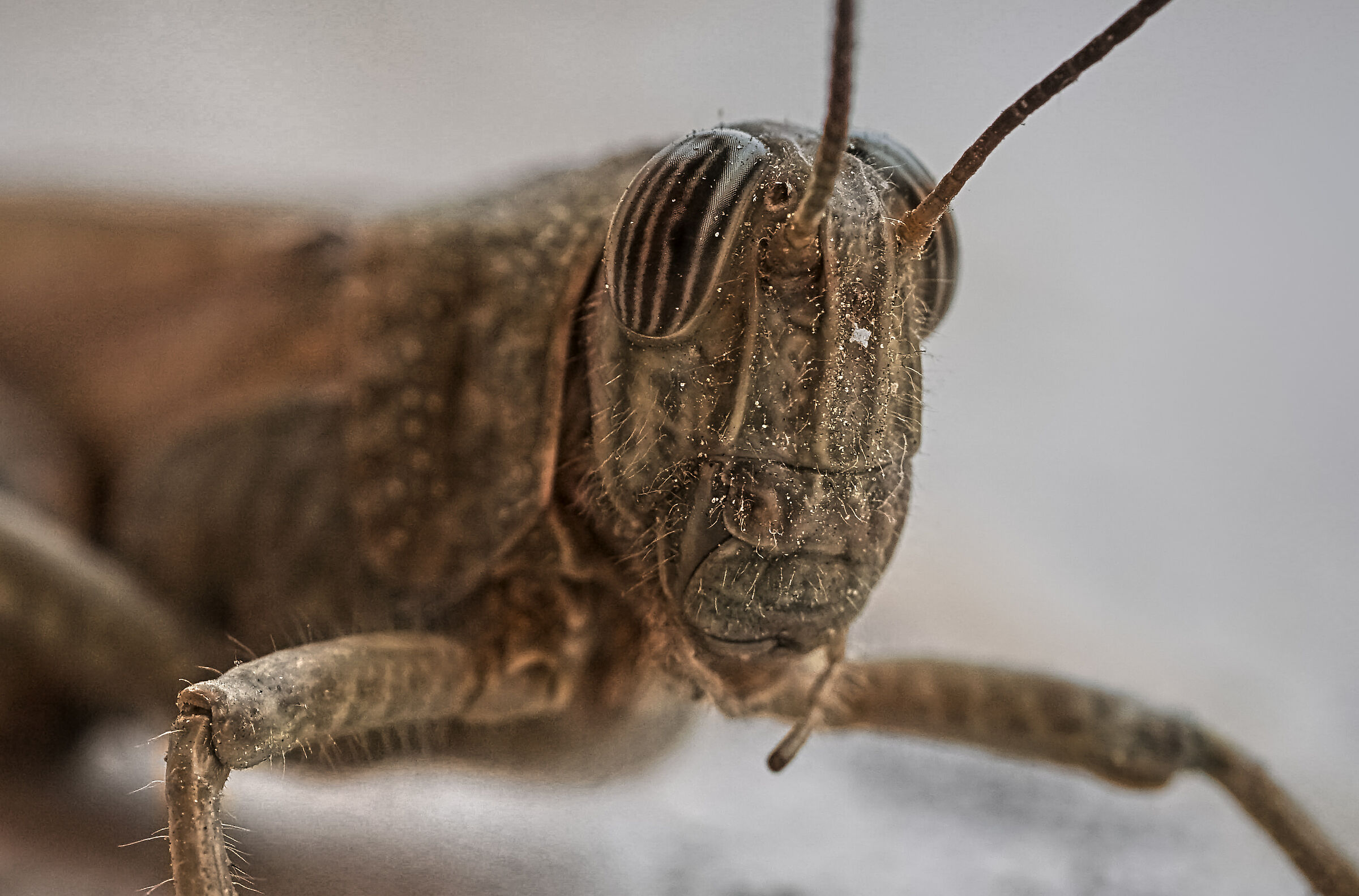 locusta che non si lava la faccia la mattina