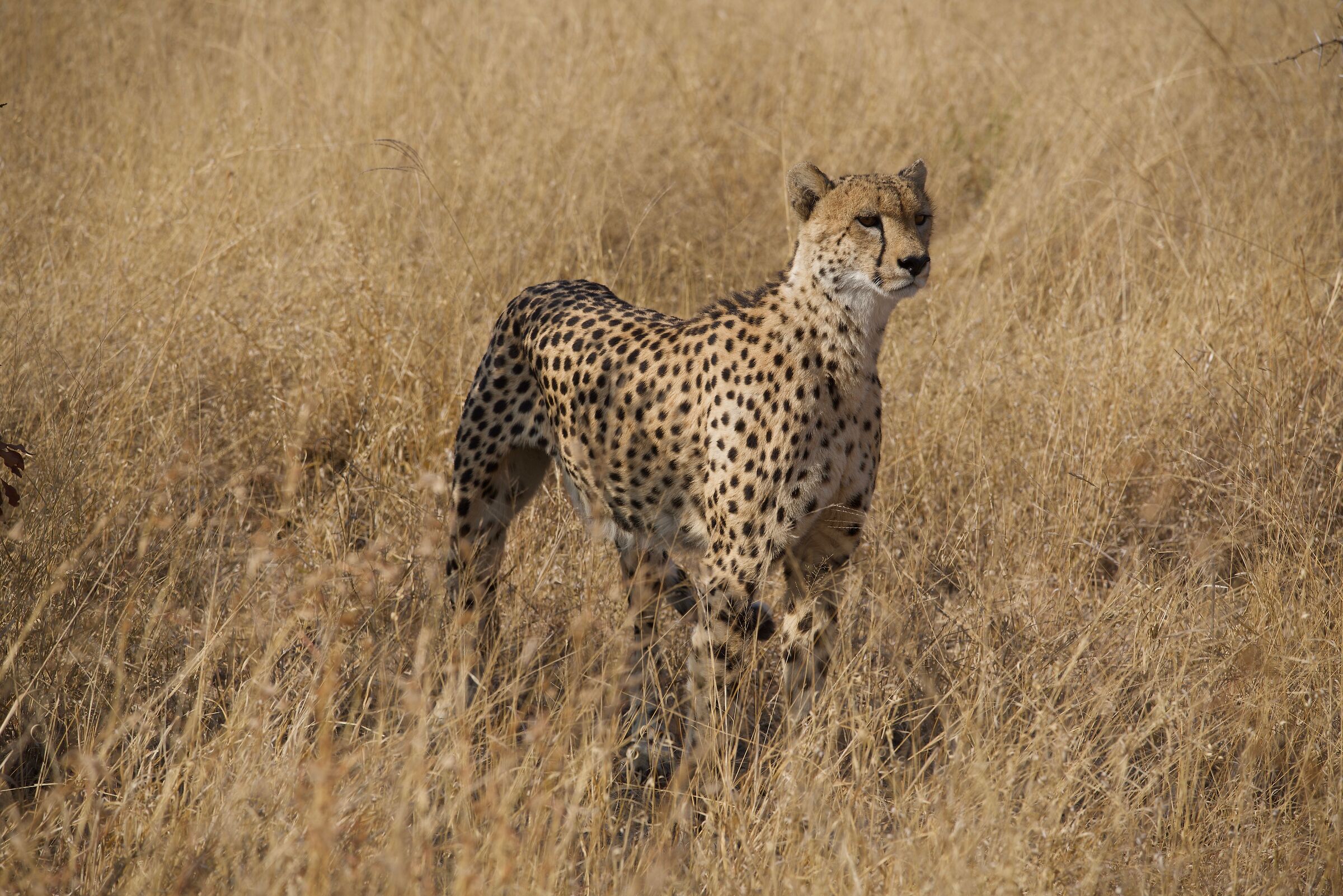 Cheetah