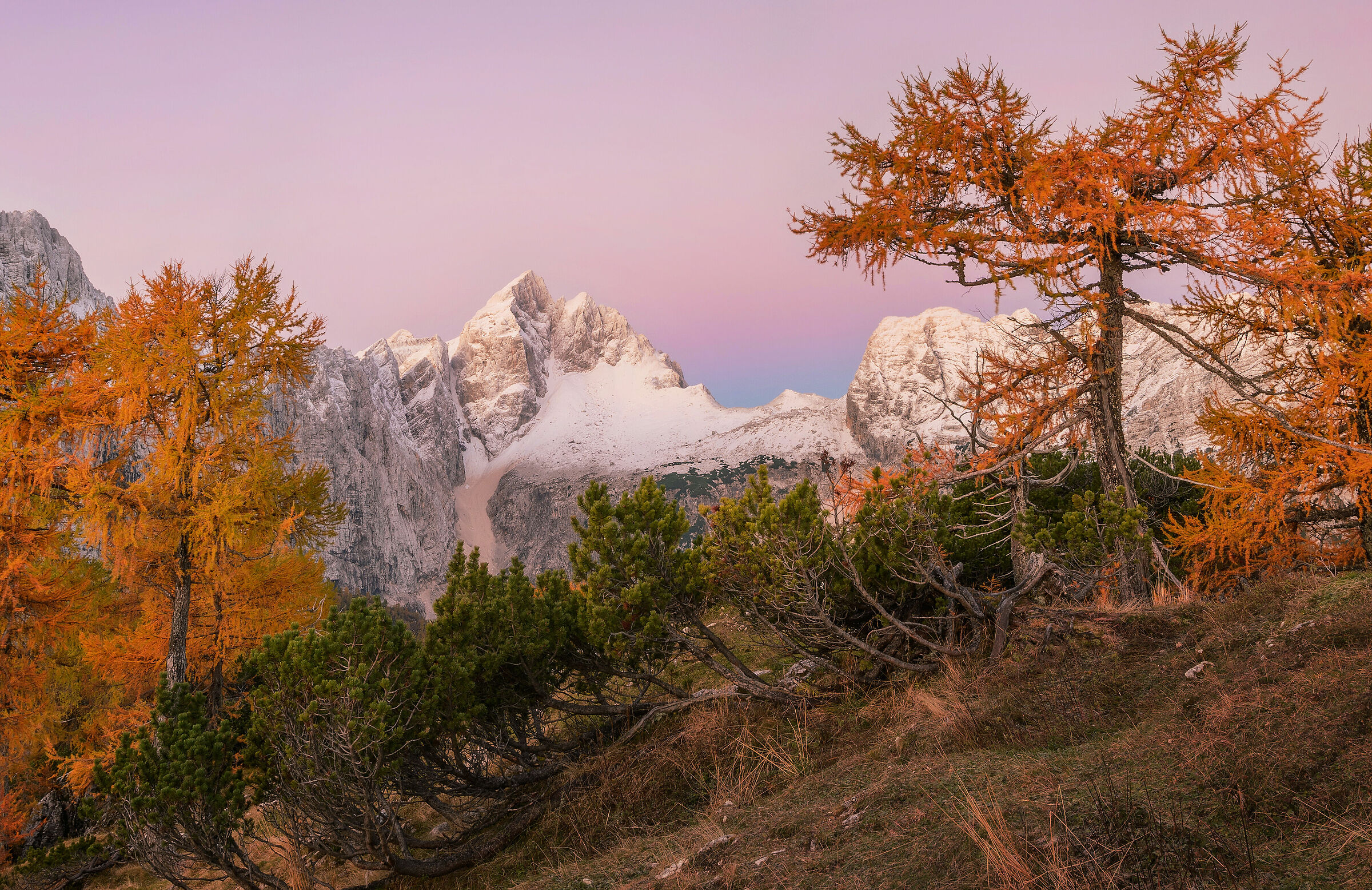 Mt. Jalovec and larch trees