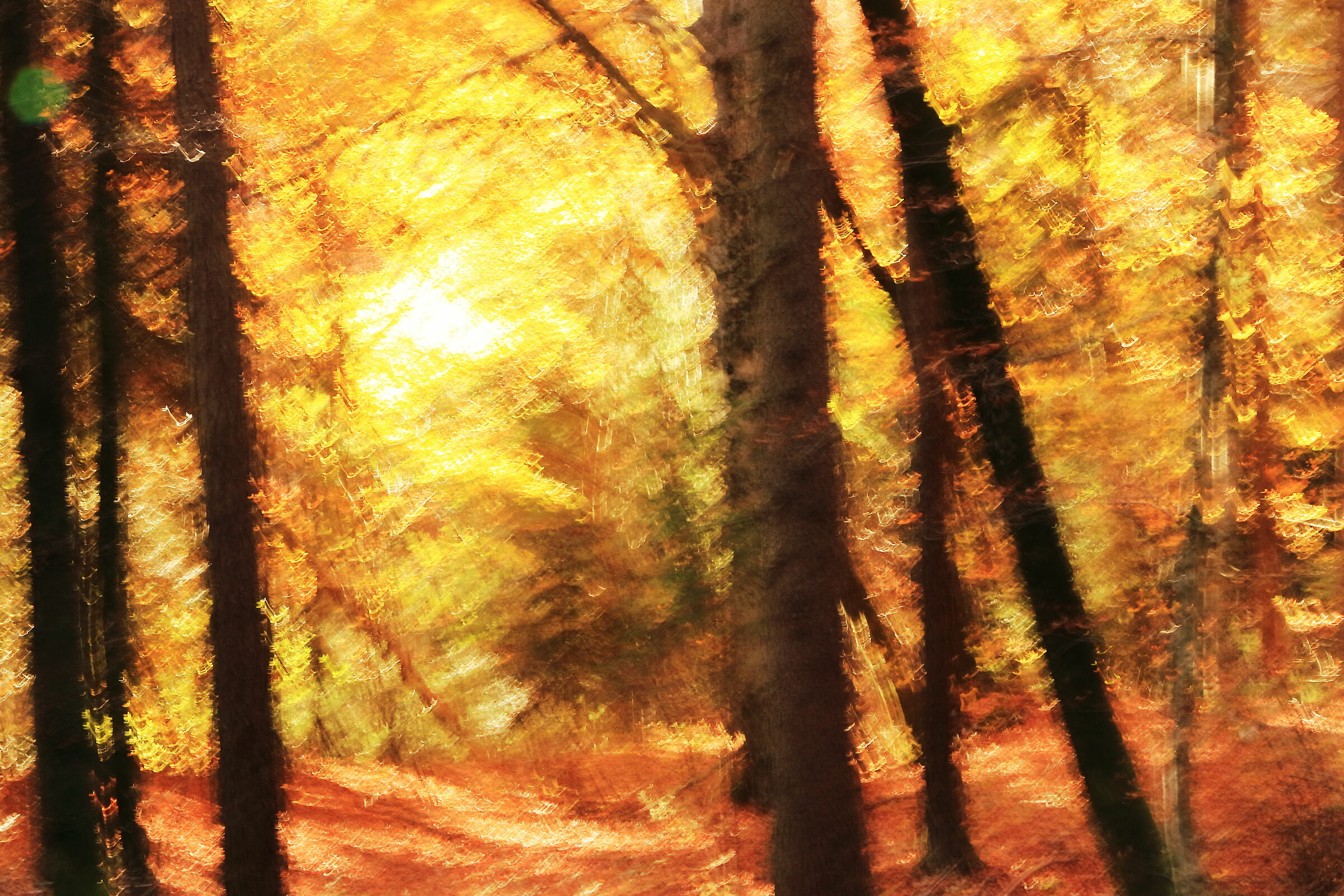 In the enchanted woods