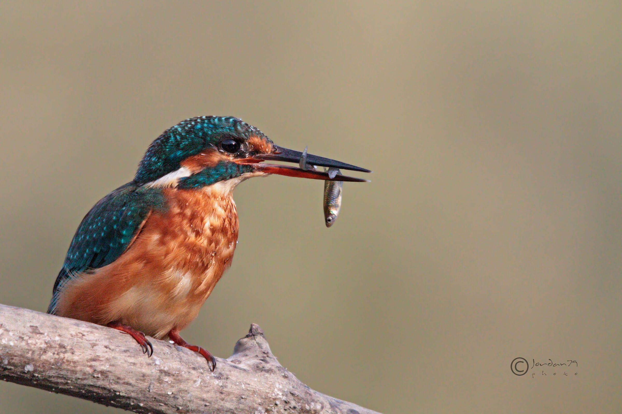 Martino...ricco bottino!