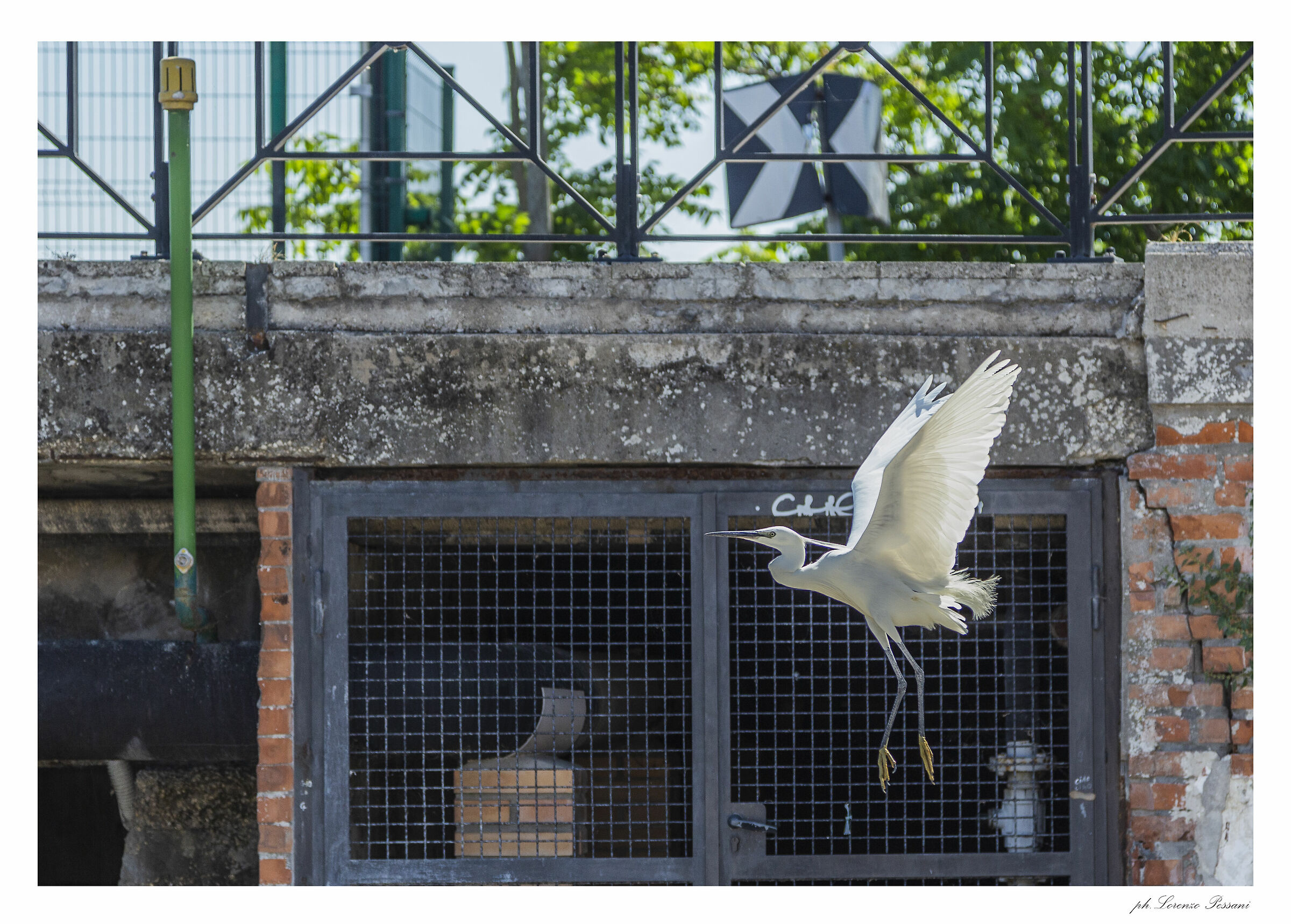 Urban egret
