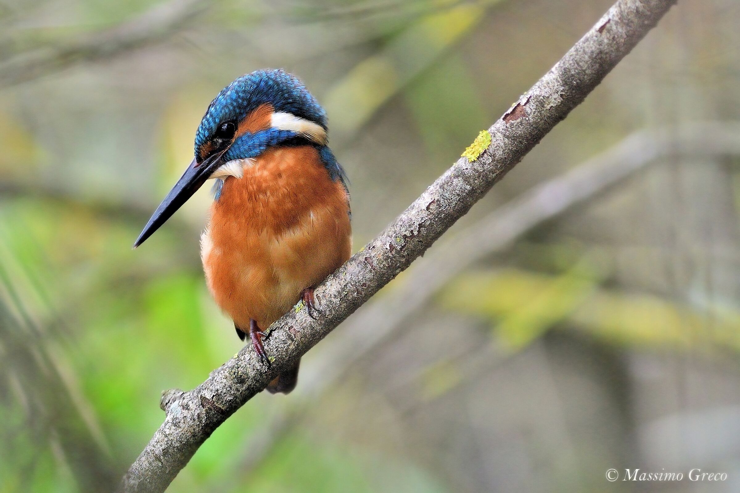 Martin fisherman among the fronds
