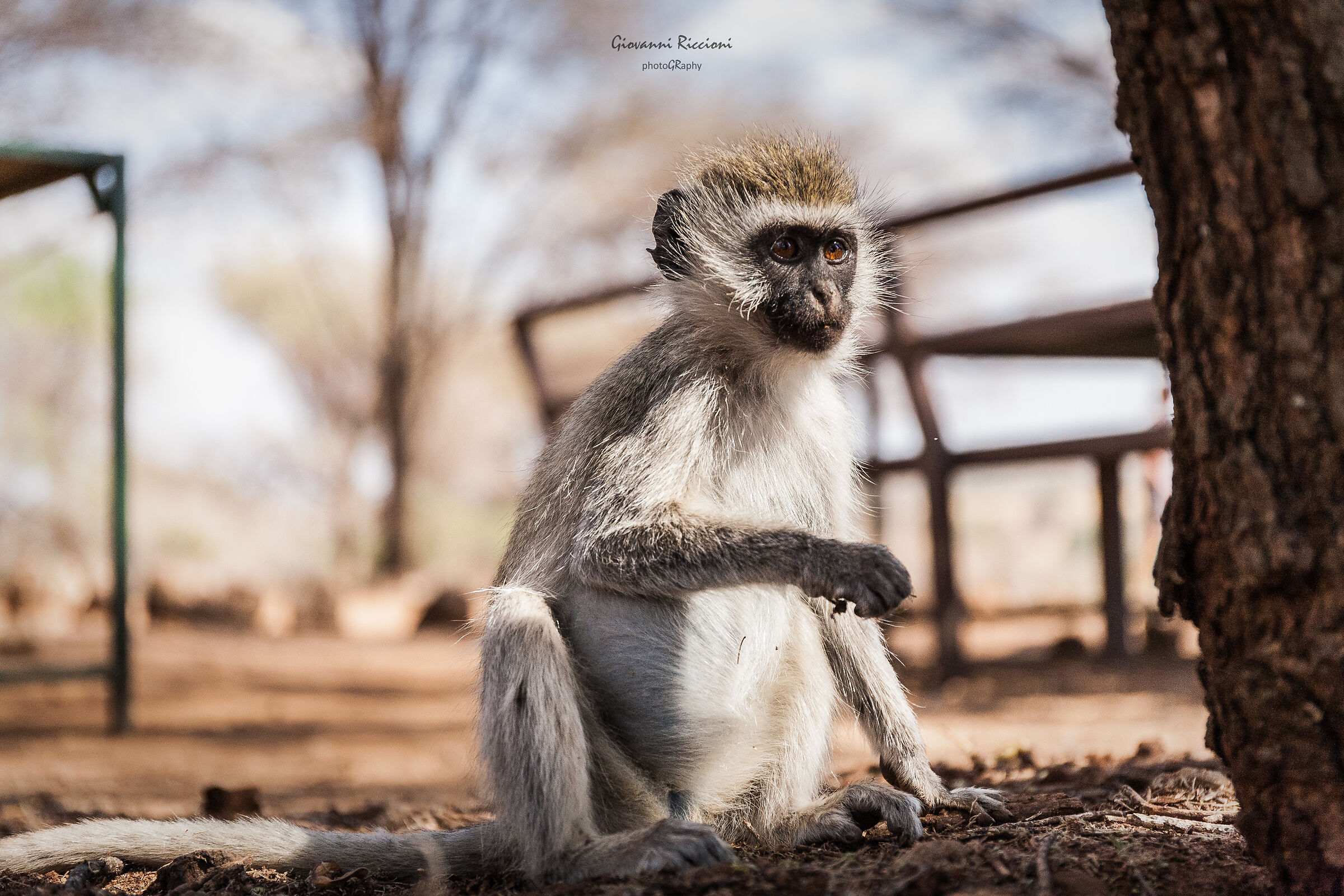 Vervet monkey|Tarangire NP|Tanzania