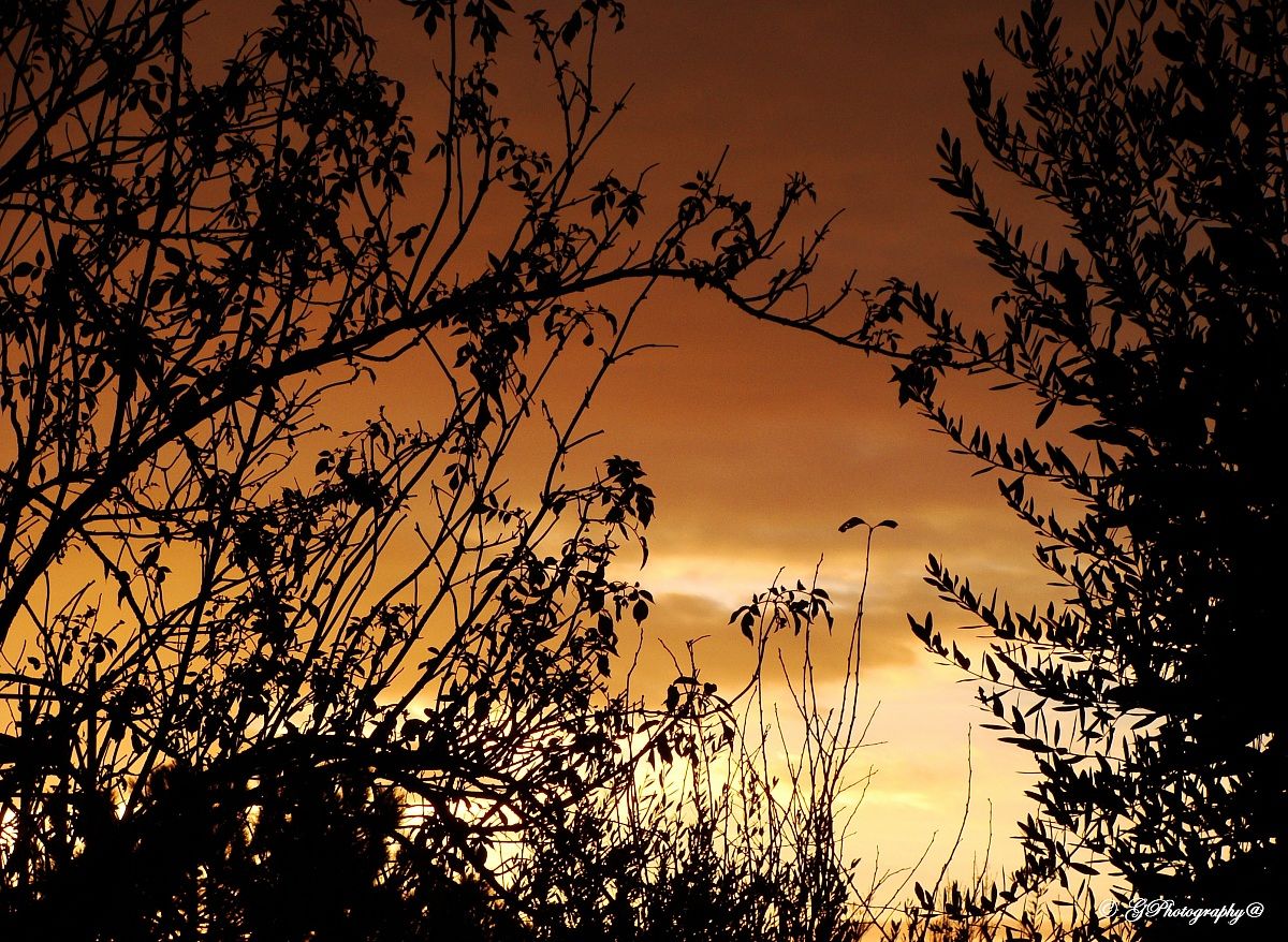 Gold in the morning ...