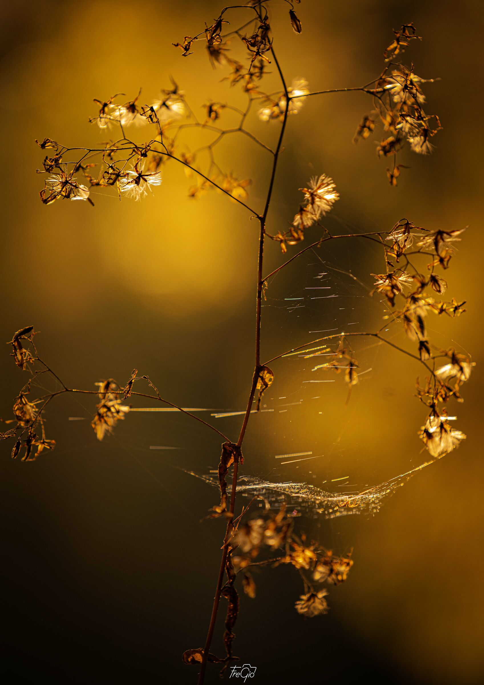 The delicacy of nature