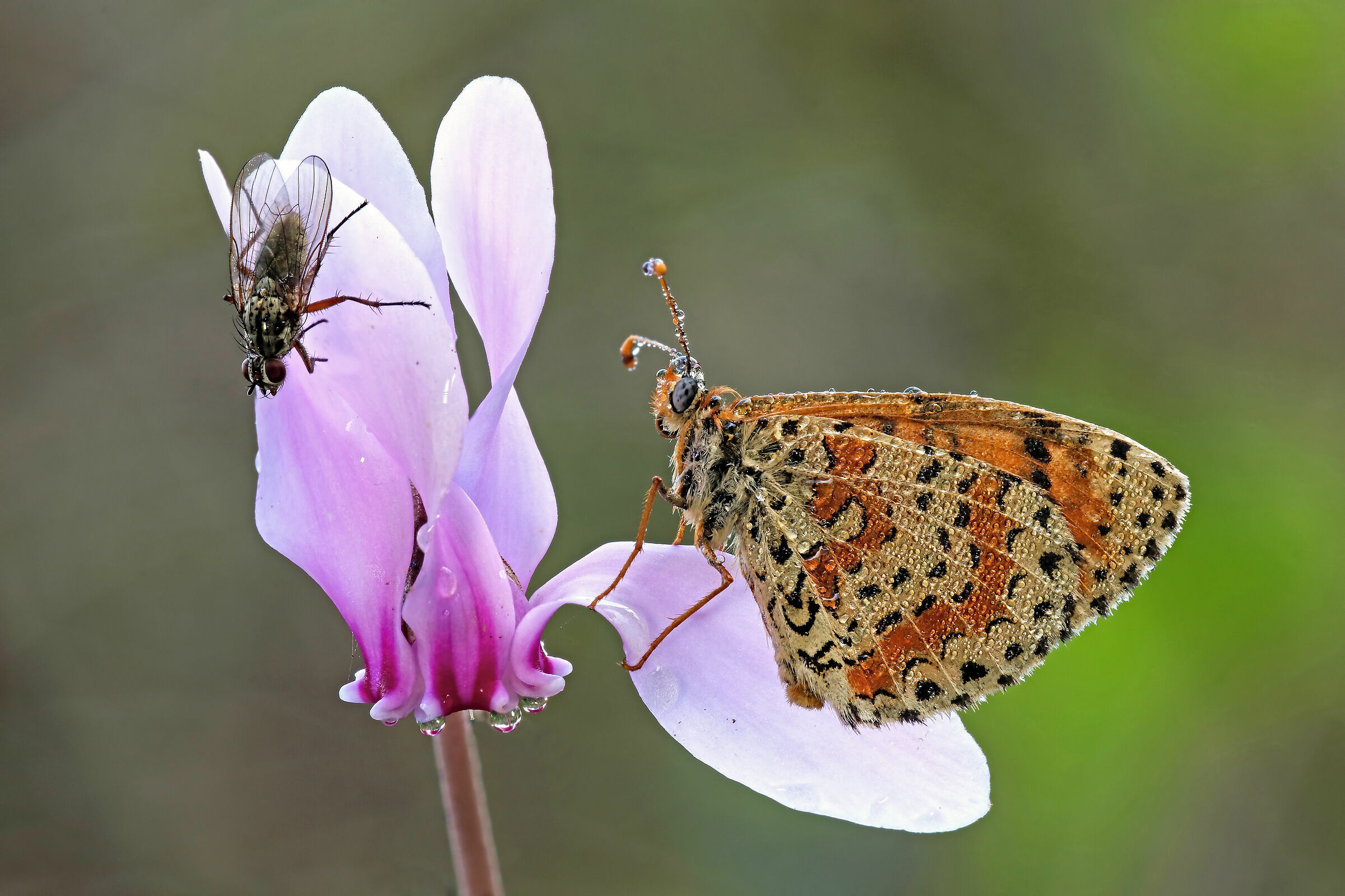 Beauty And The Beast!