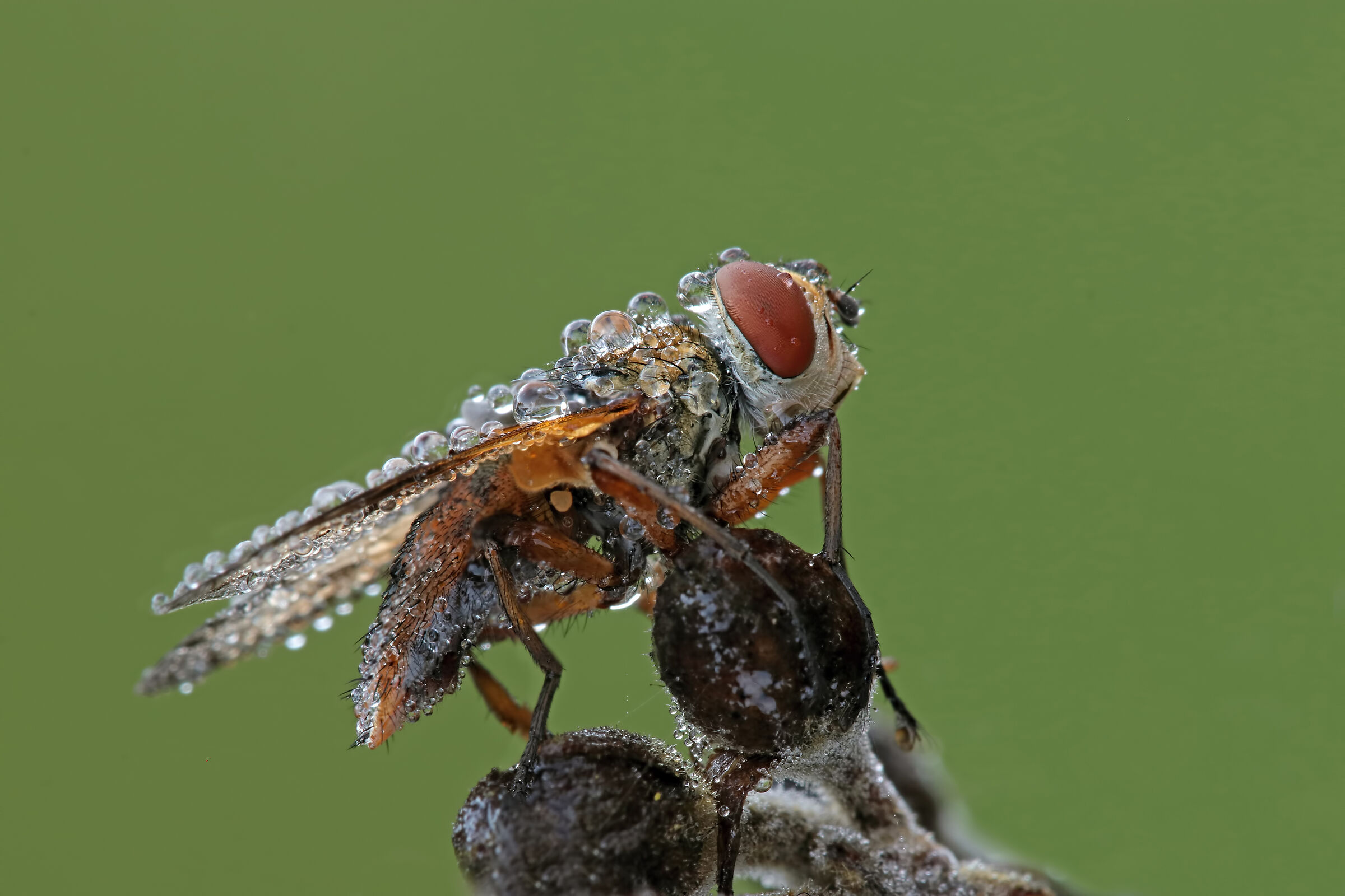 ... last, for this year !!!