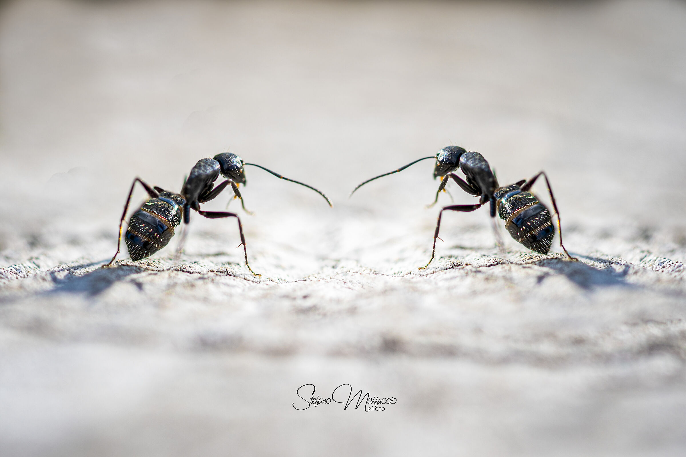 Fighting Ants