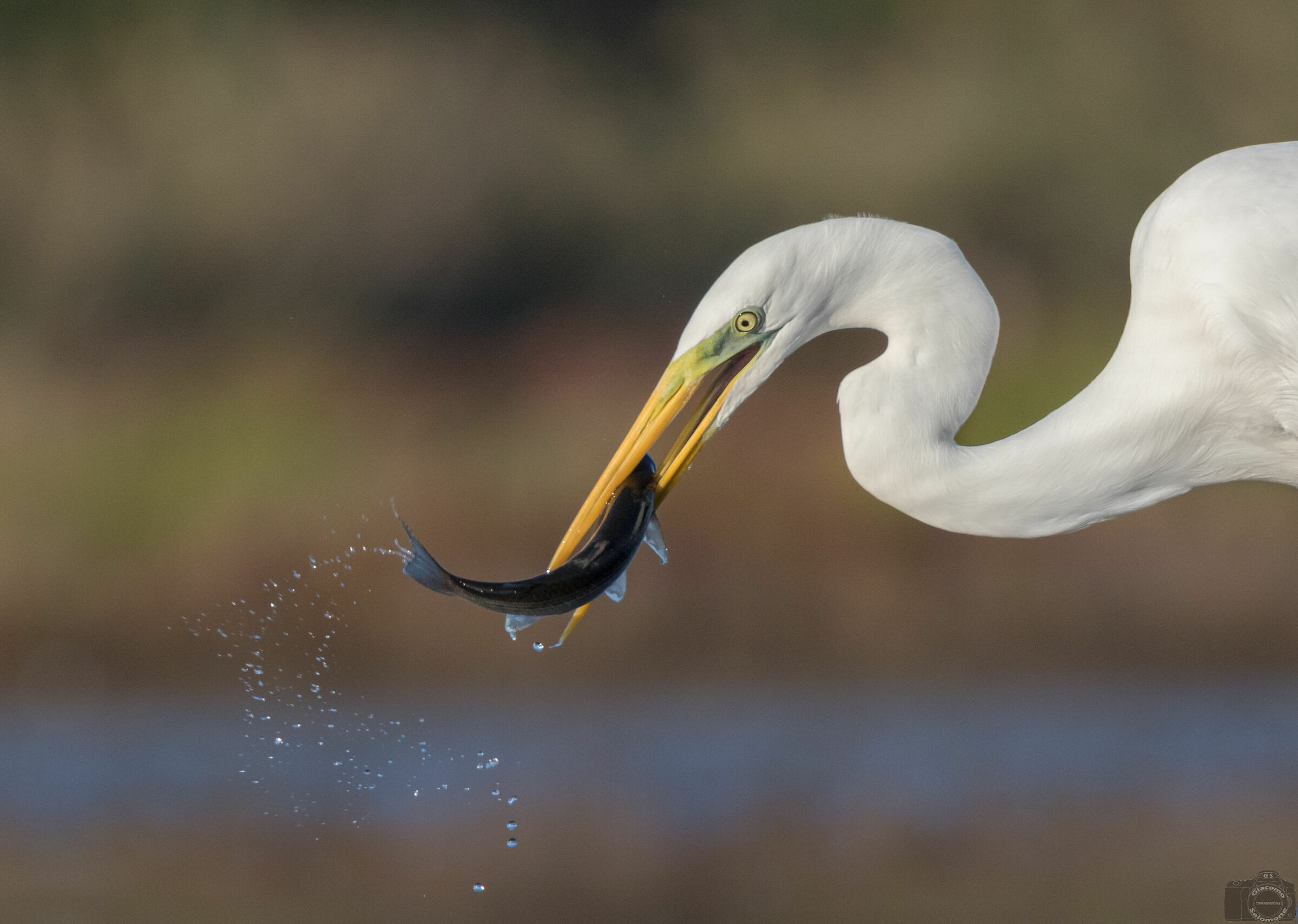Major white heron with Cephalo.
