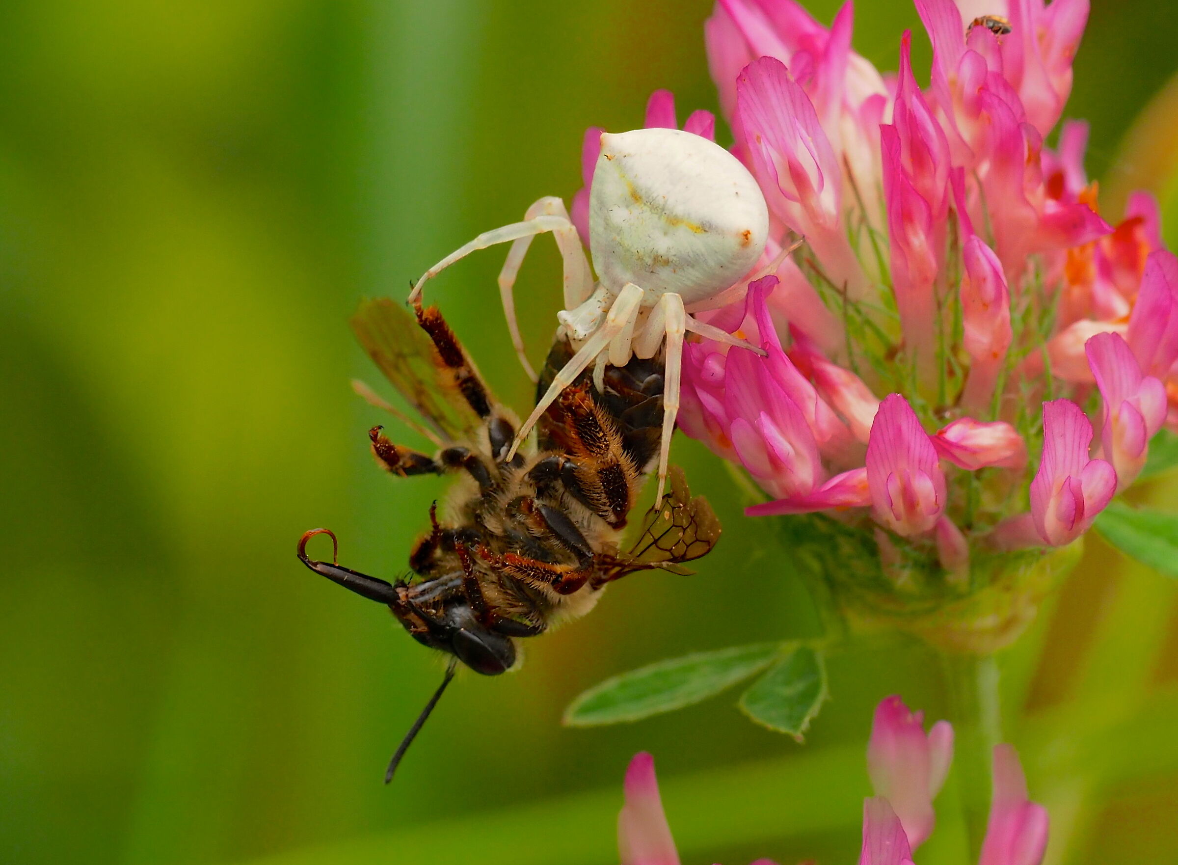 The Spider and the Wasp