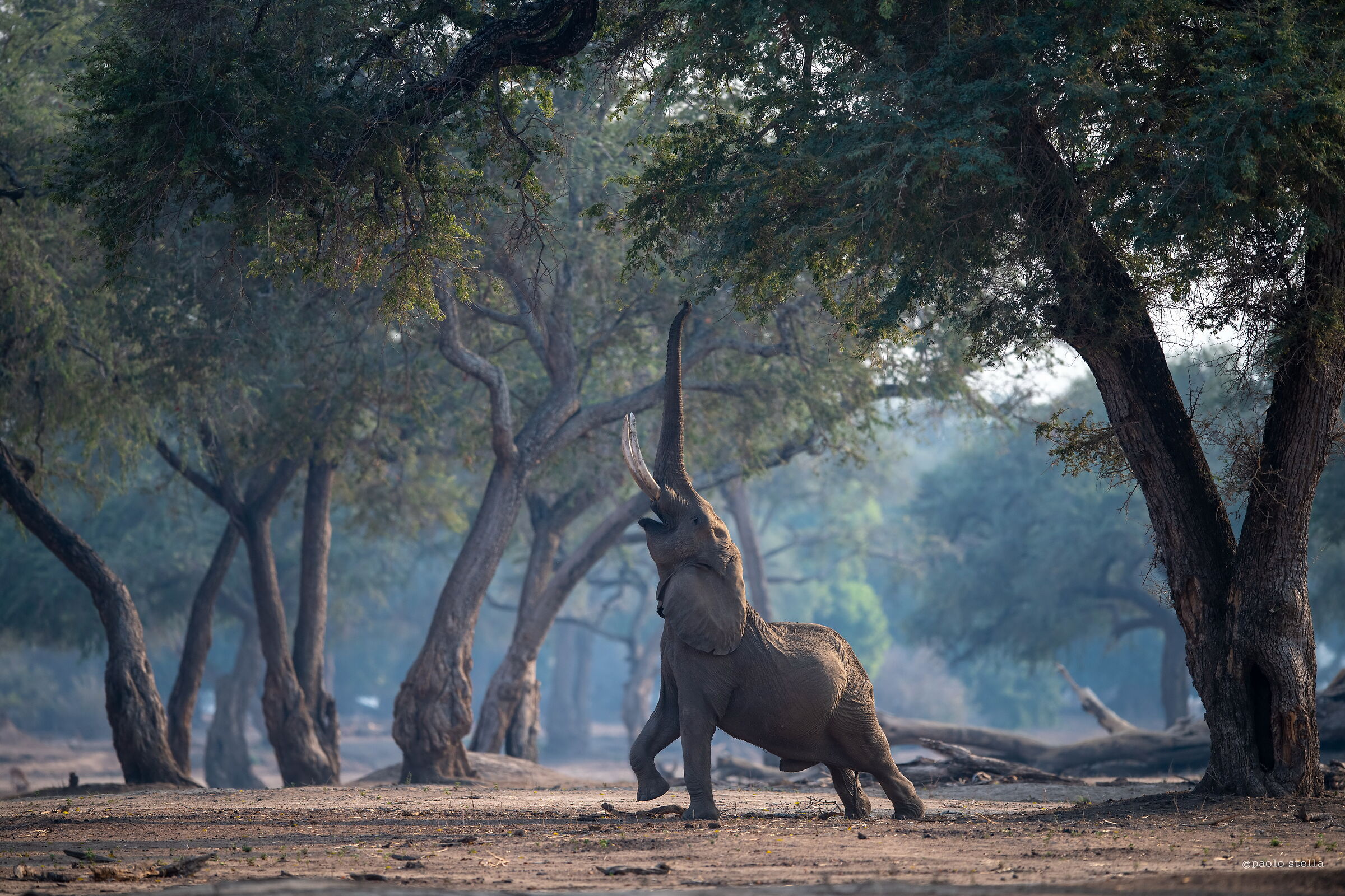 tusker in the blue forest