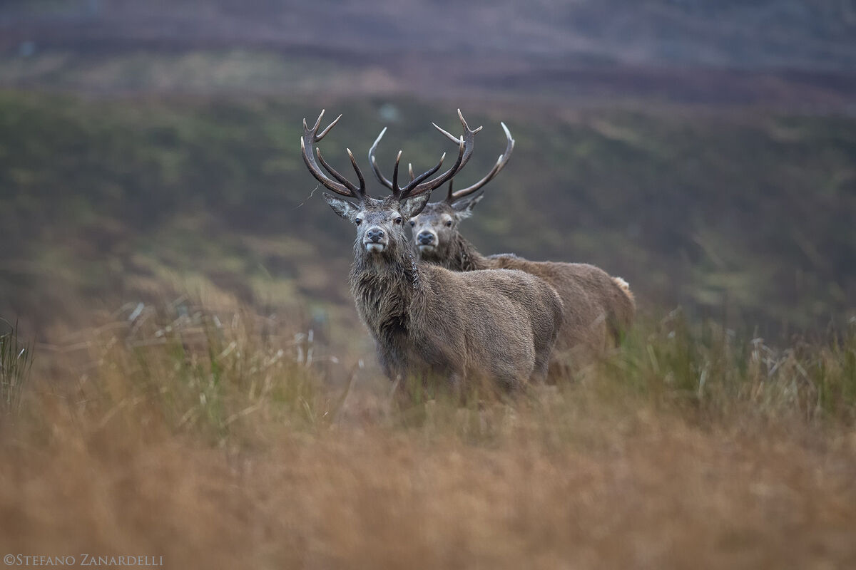Red deer