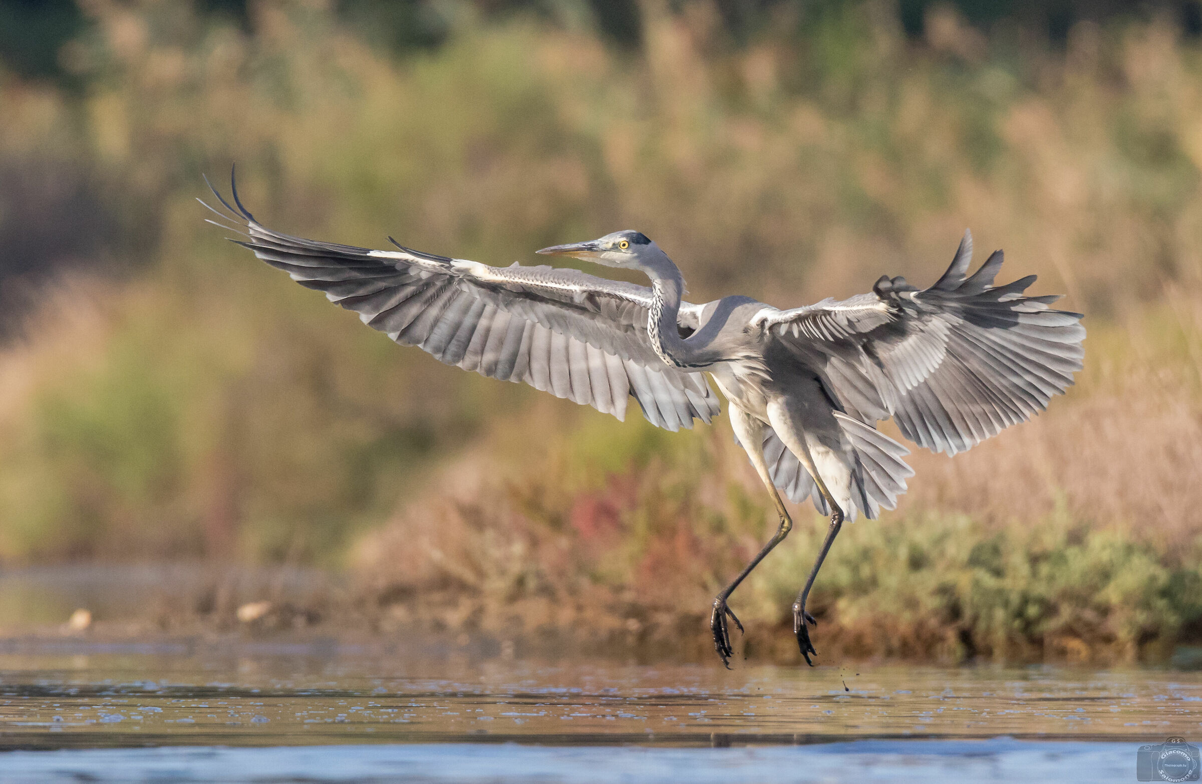 The arrival. Ash heron