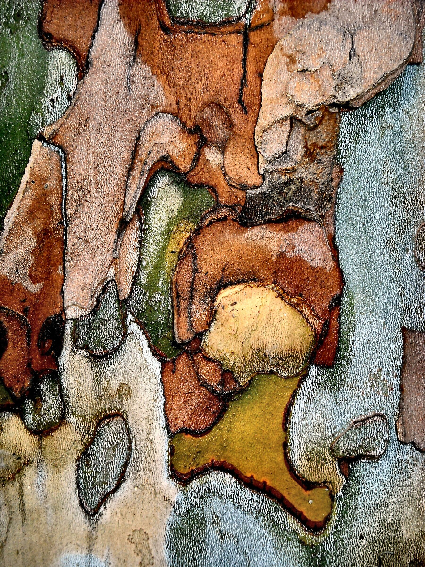 Cromatismi  Arborei