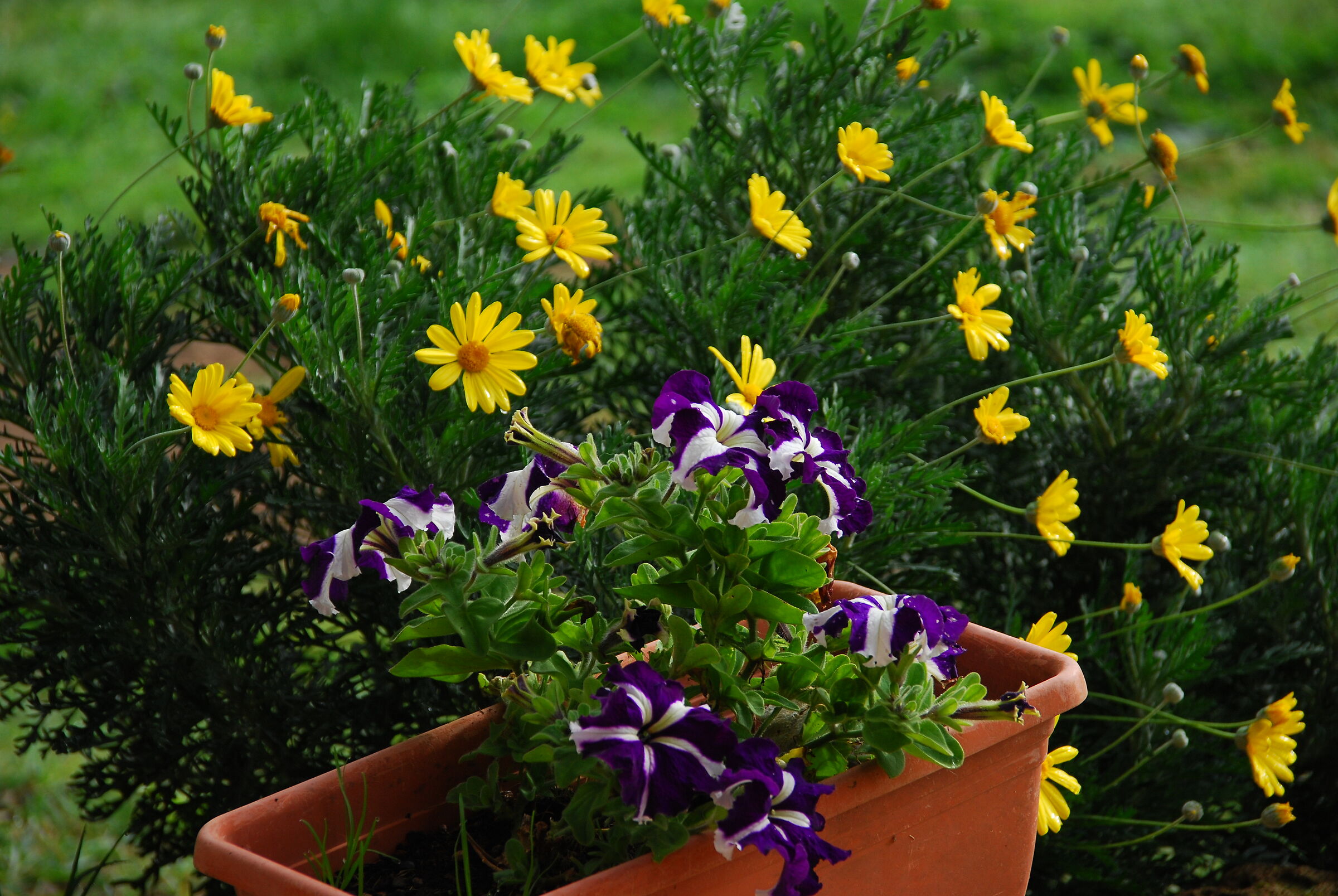 Fioritura novembrina