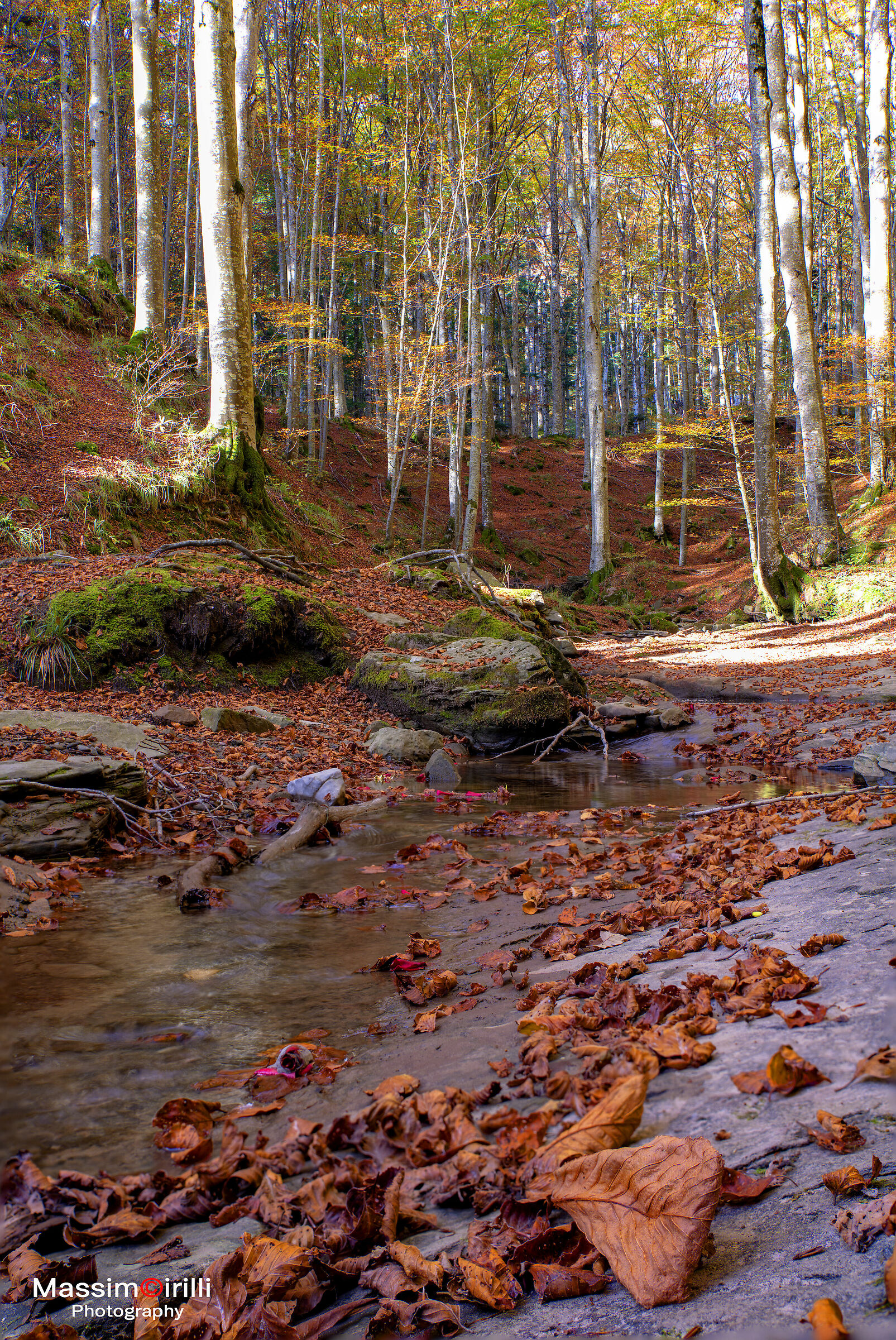 Brook