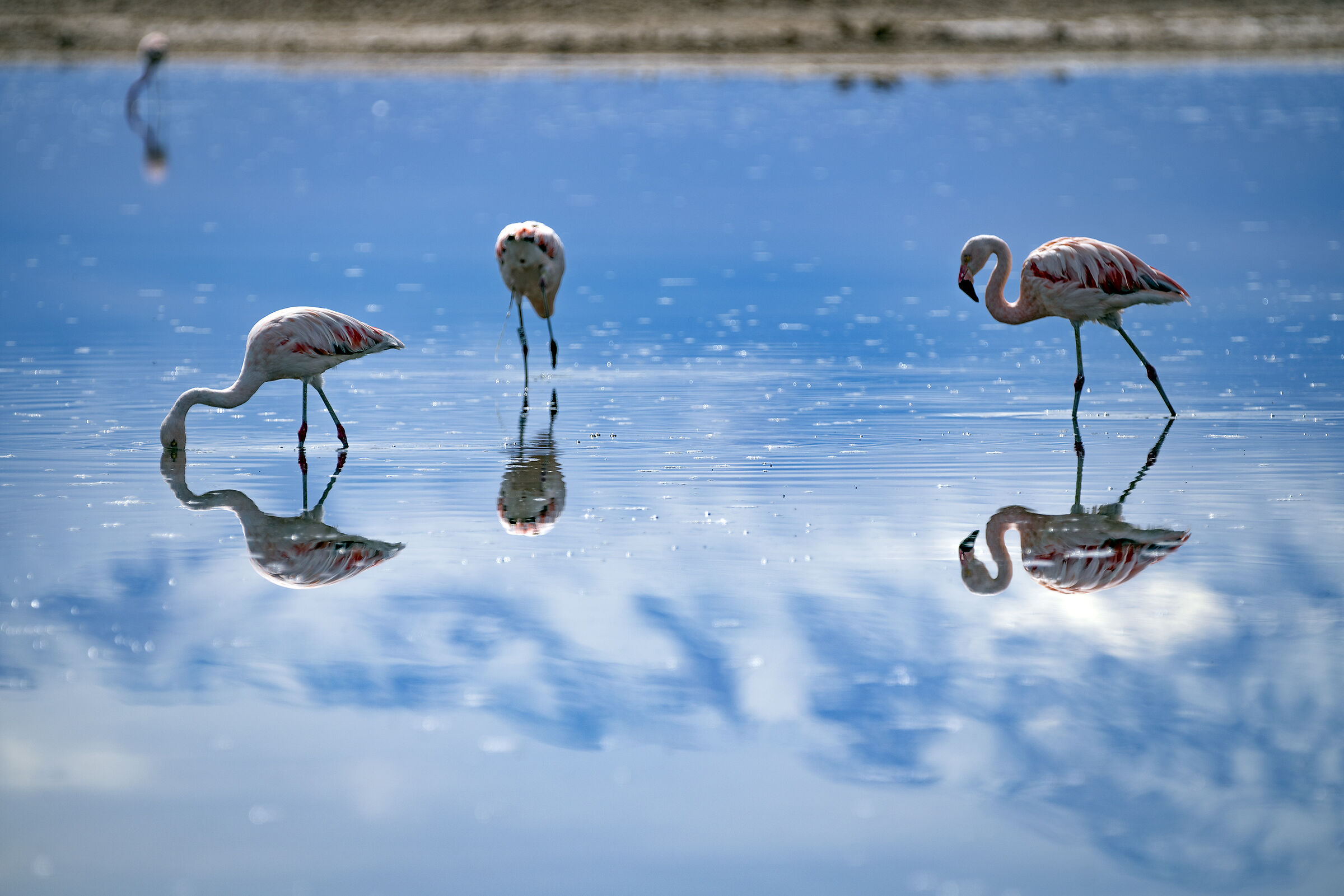 Chaxa reflections