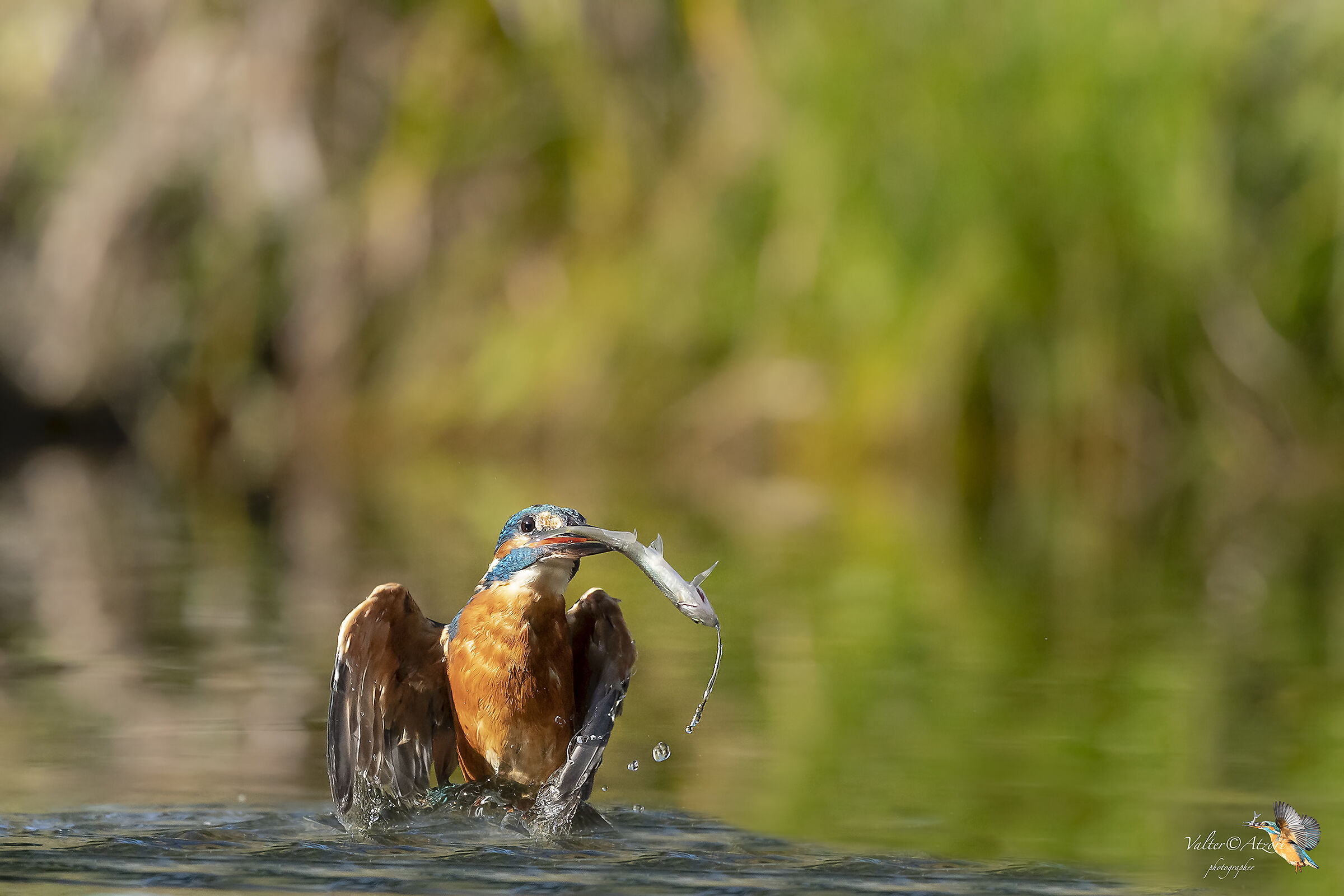Martin Pescatore con preda