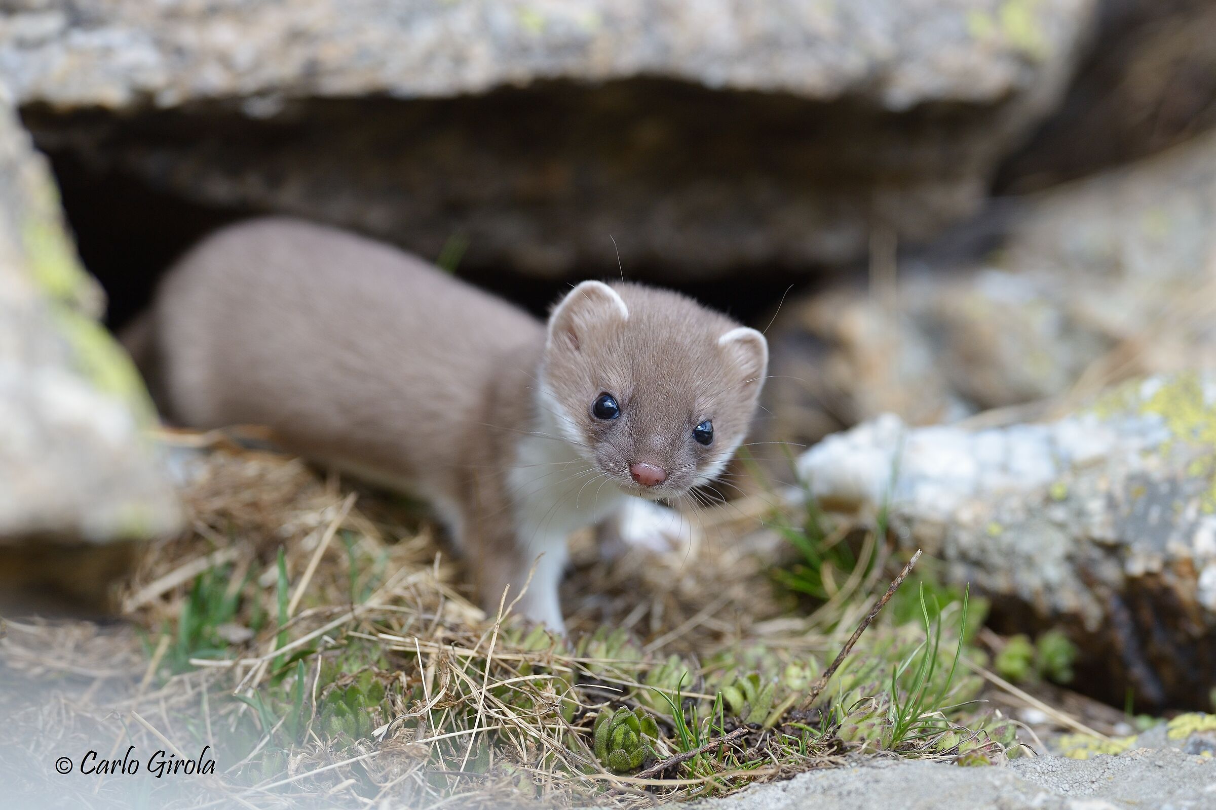 Ermine (Mustela Ermine)