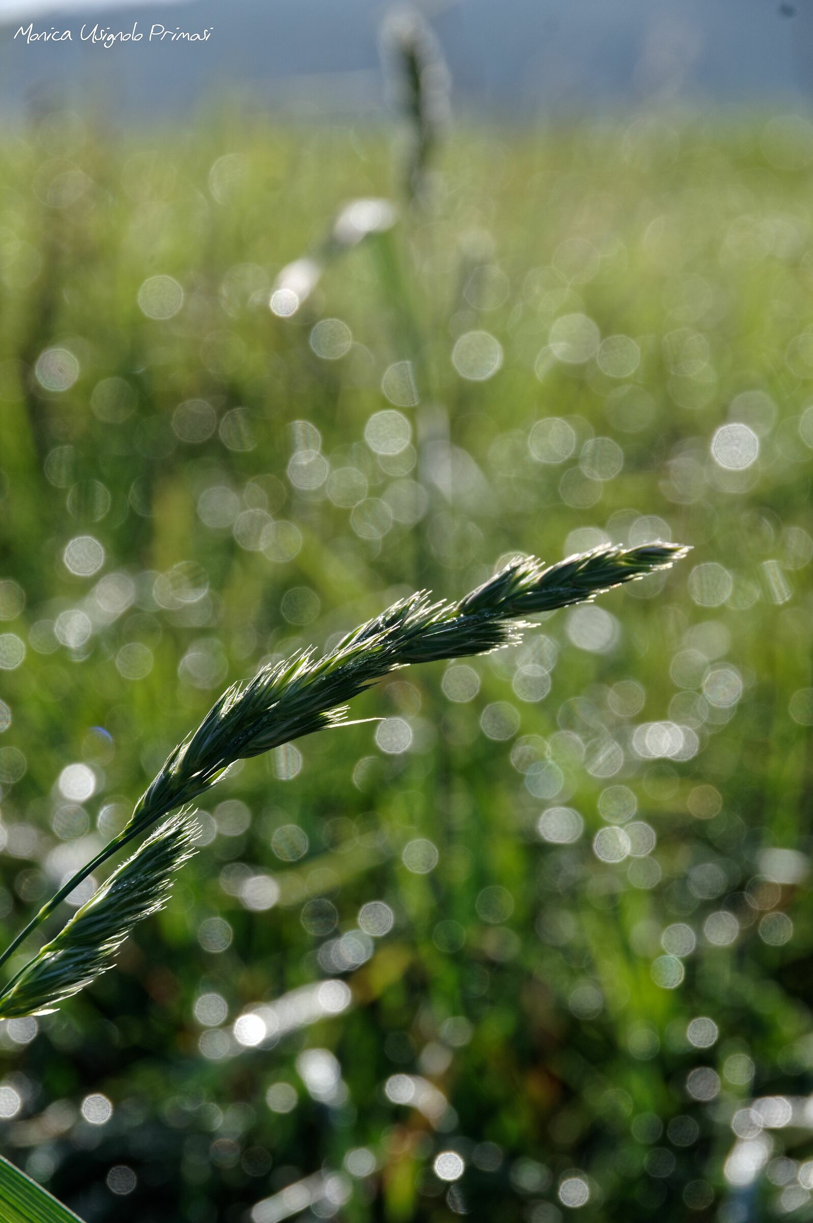 Autunno ma sembra primavera....Lokev Slovenia