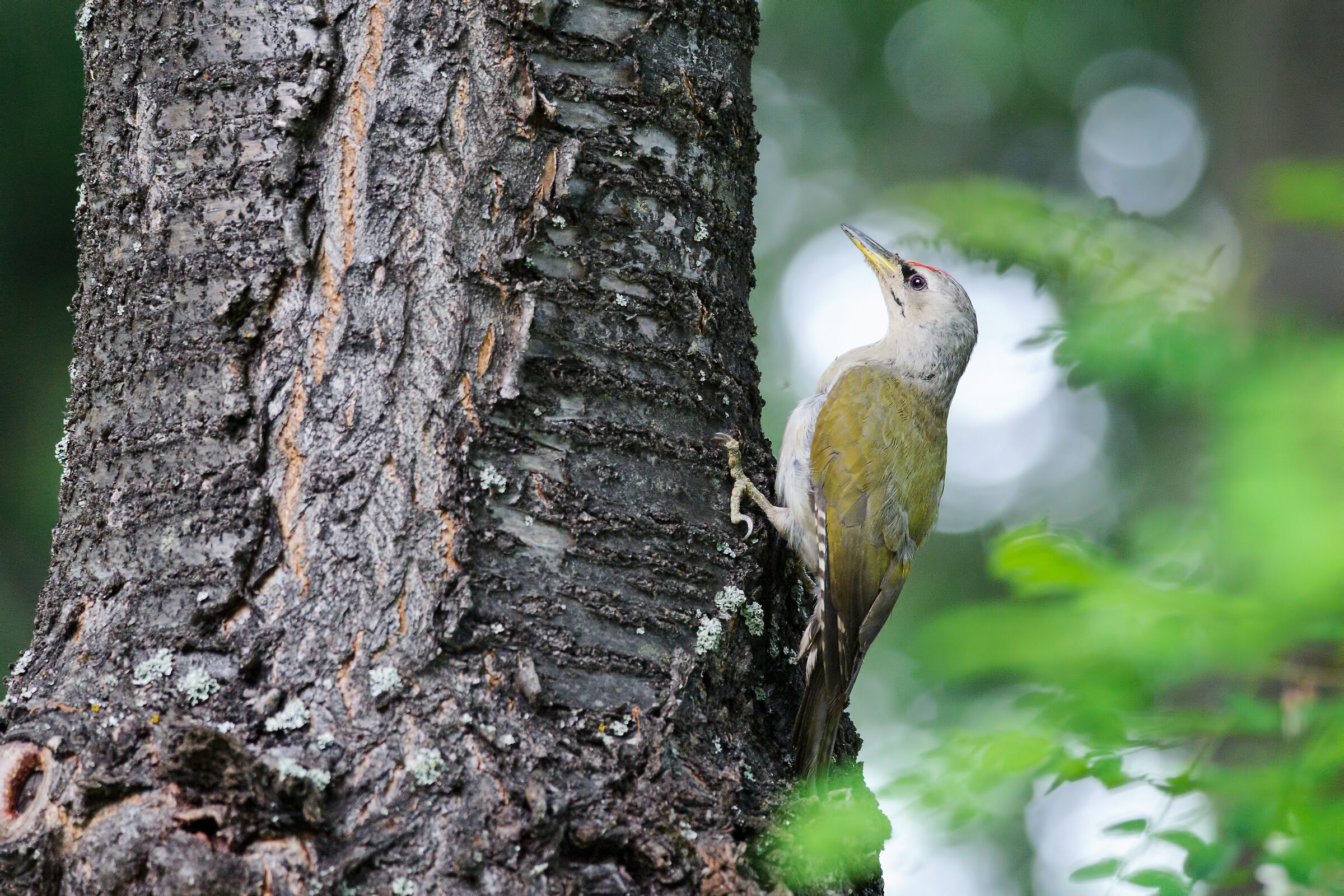 Ashwood woodpecker