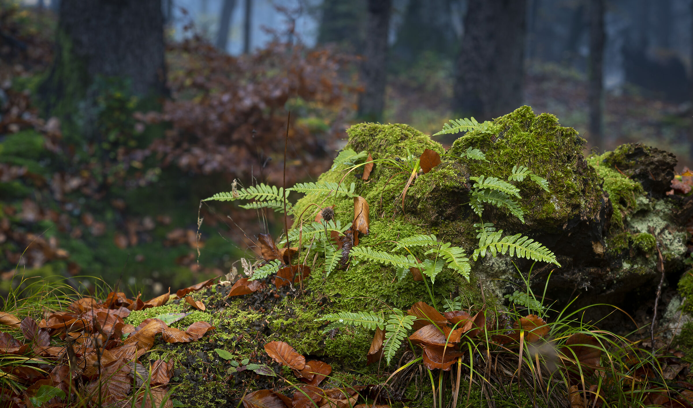 Sottobosco autunnale (scopri dov'è l'orso)