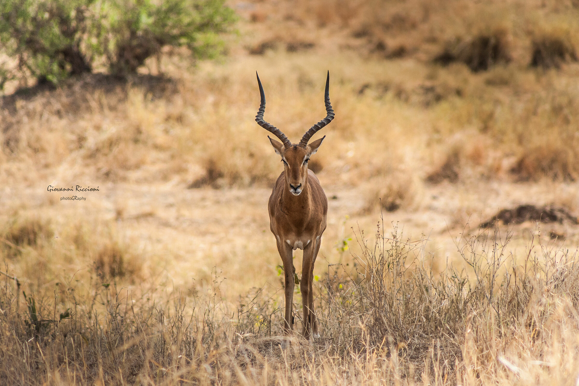 Impala Tarangire NP| Tanzania