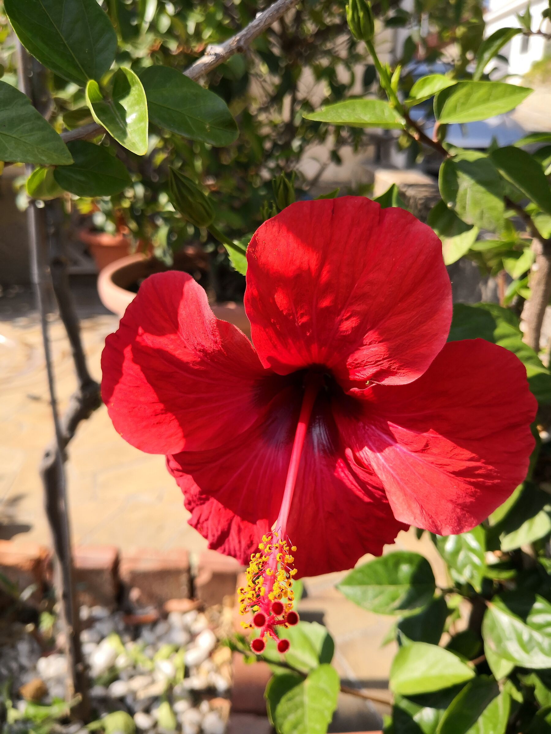 Red hibiscus
