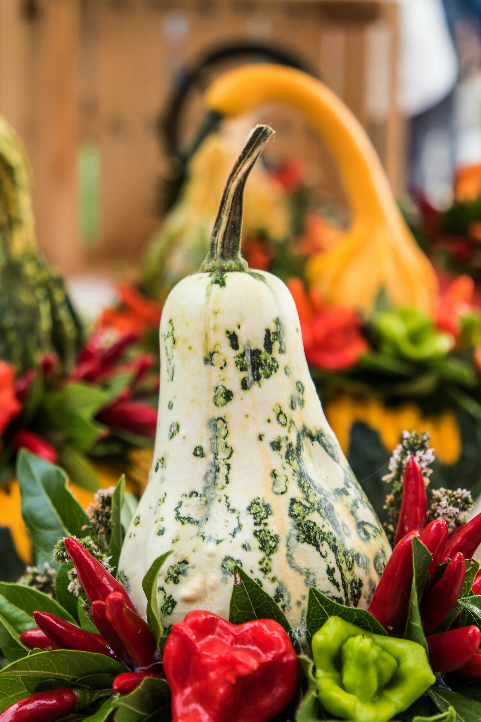 It's time for pumpkins