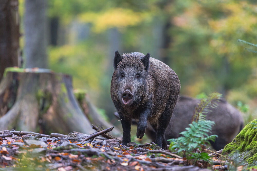 Rischio impatto con cinghiale