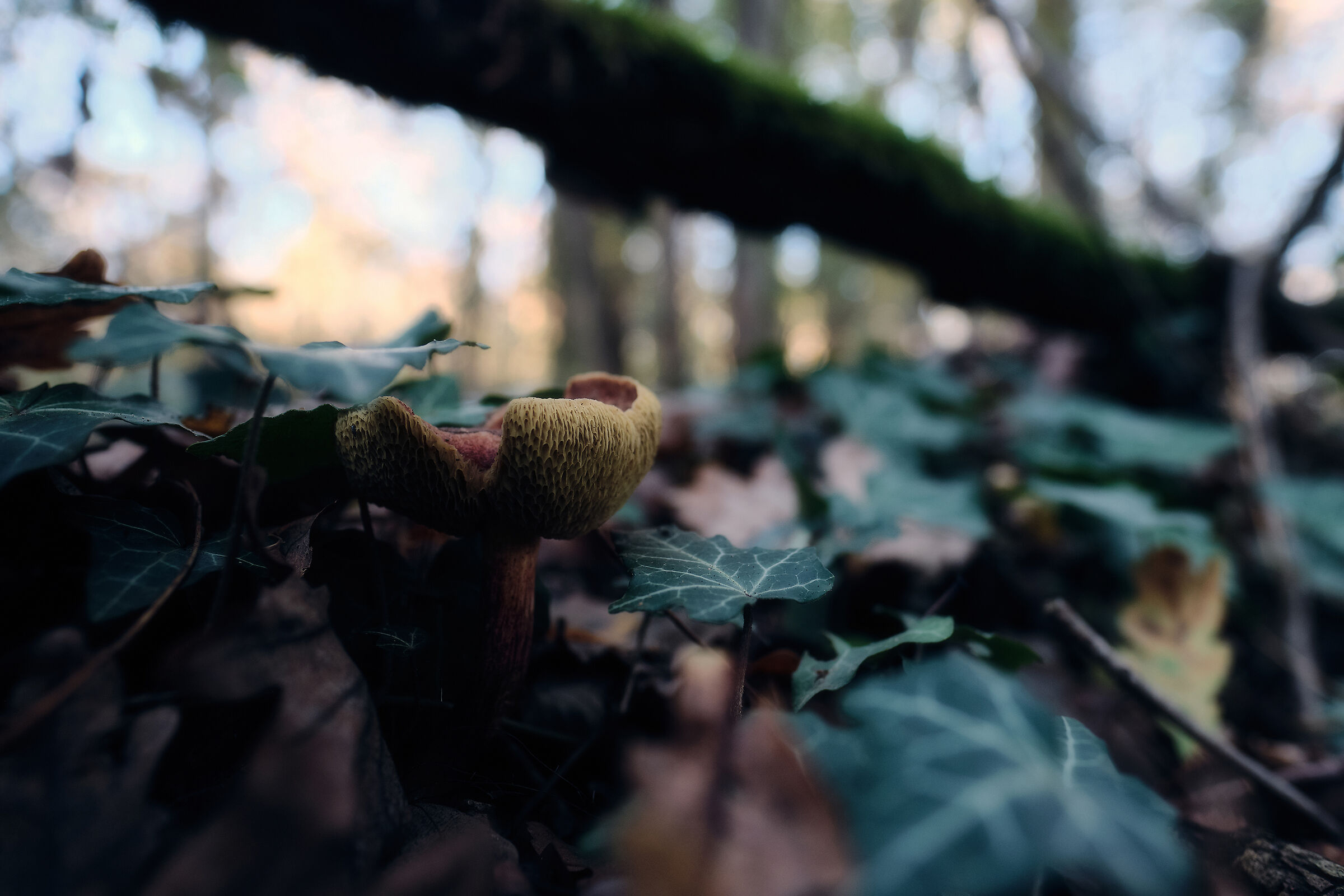 Autunno, dopo la pioggia.