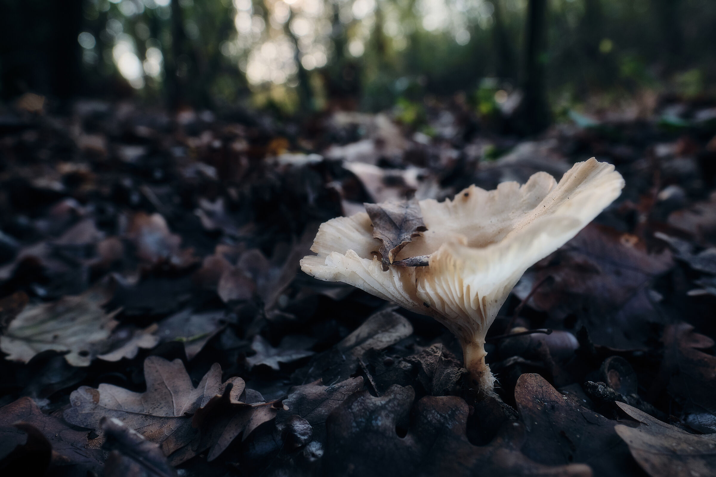 Autunno, dopo la pioggia.
